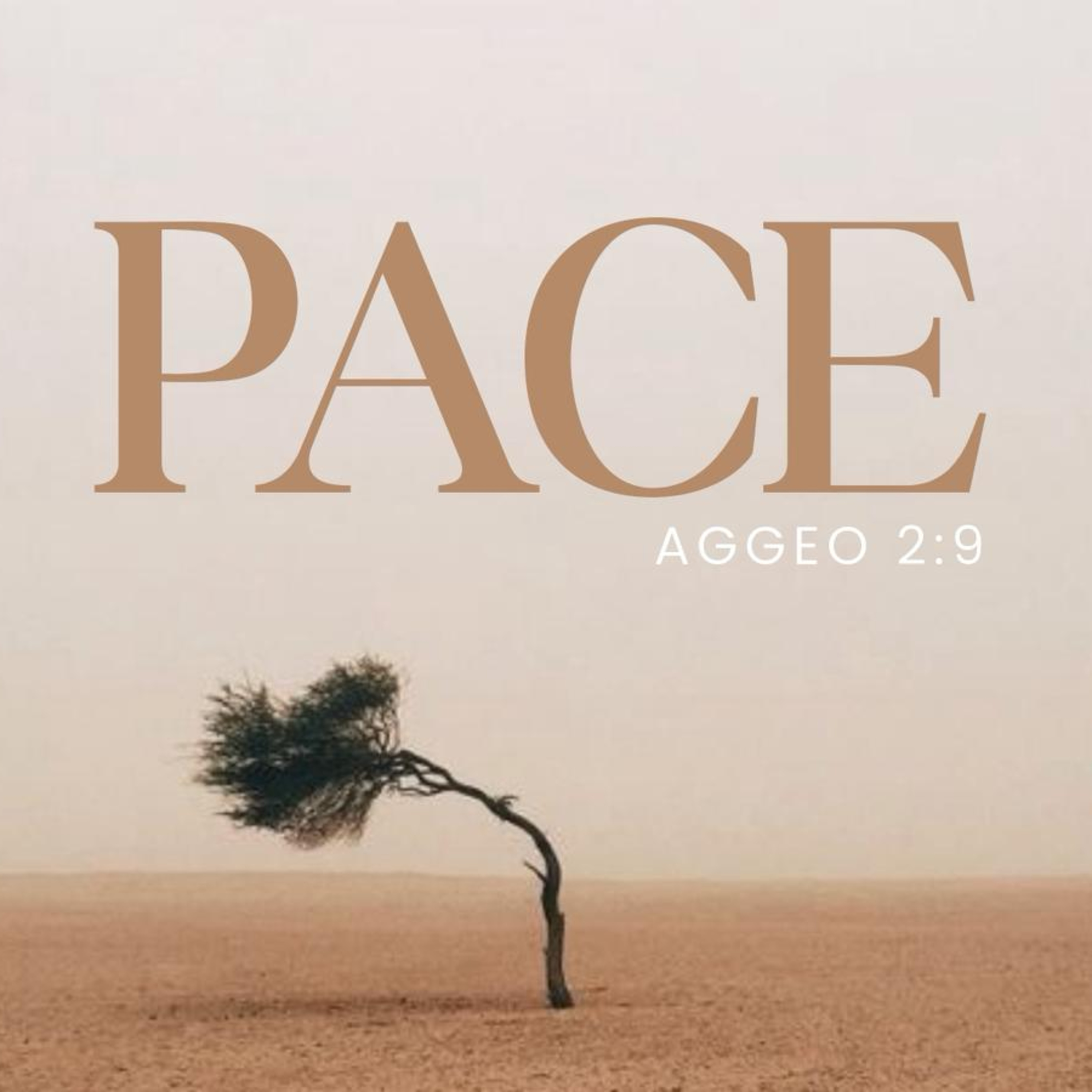 FESTEGGIARE E' PARTE DEL PERCORSO | Pastore Fabio Notarnicola