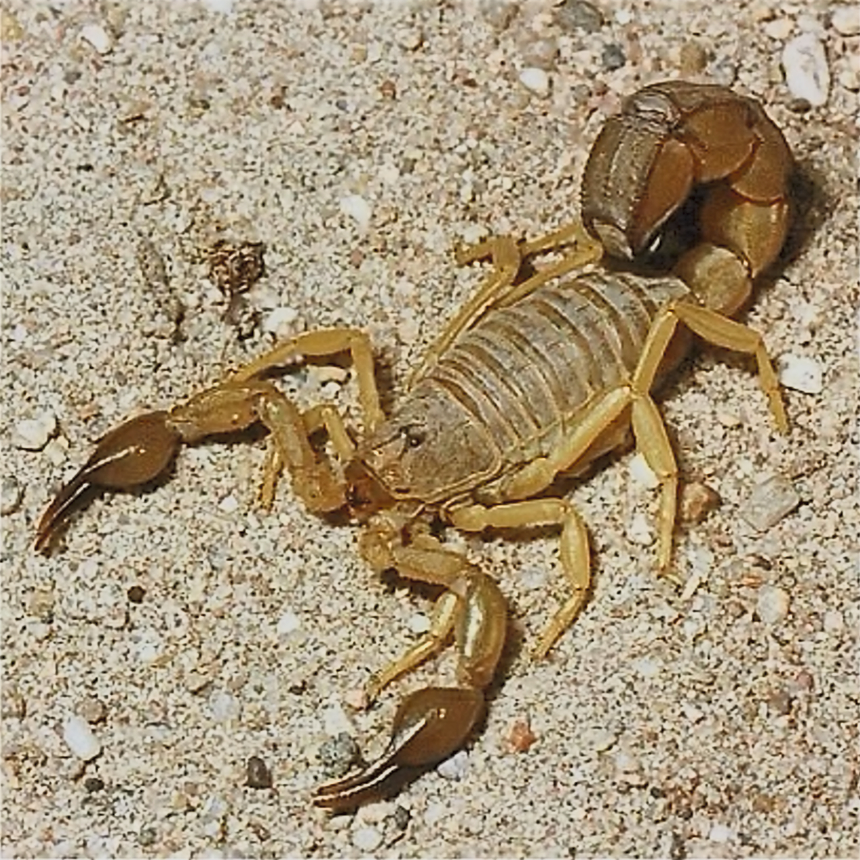Scorpione del deserto