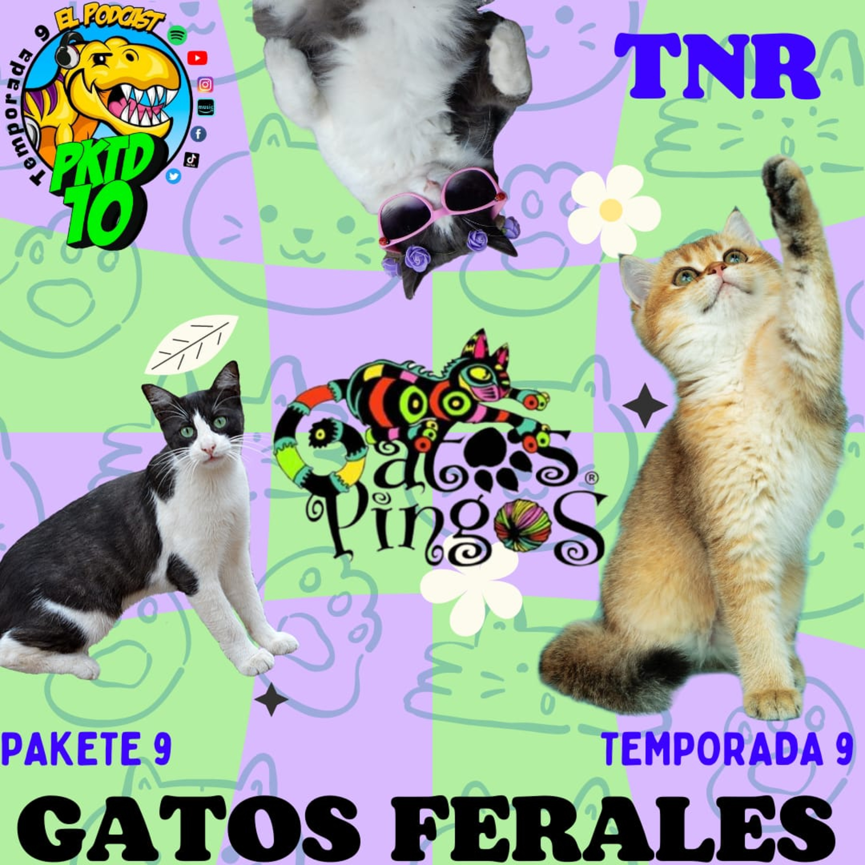 P9 T9 Gatos Ferales y TNR ft Gatos Pingos A.C. episode artwork