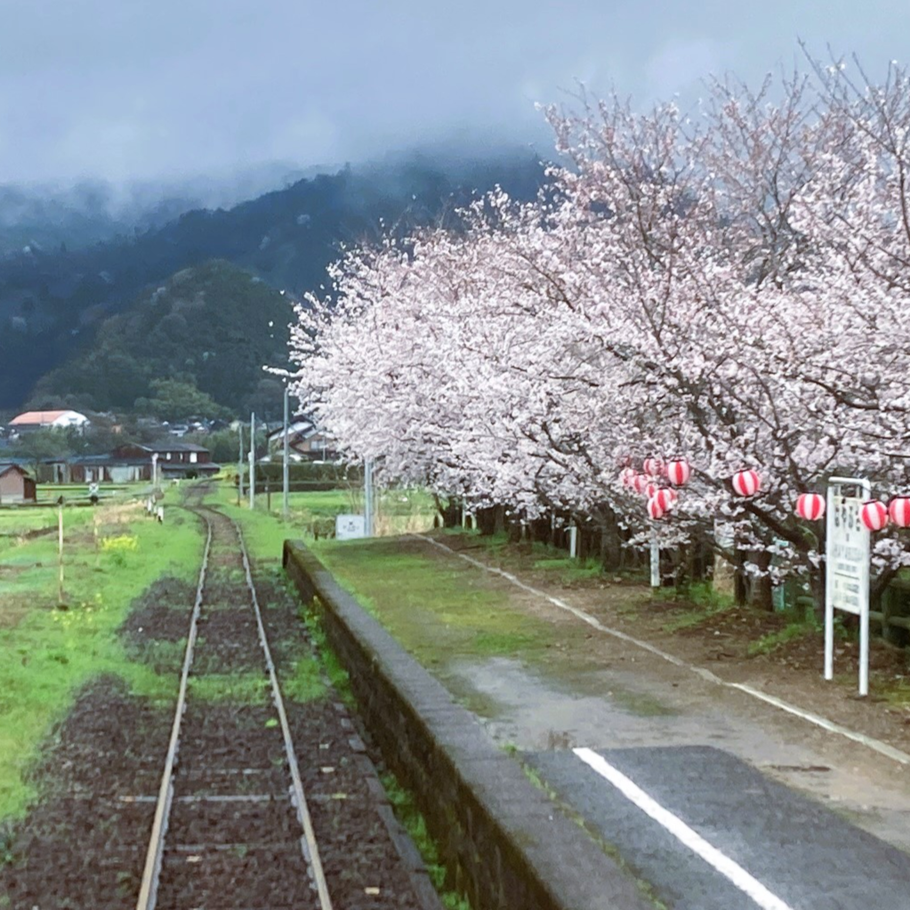 車窓からお花見してきました
