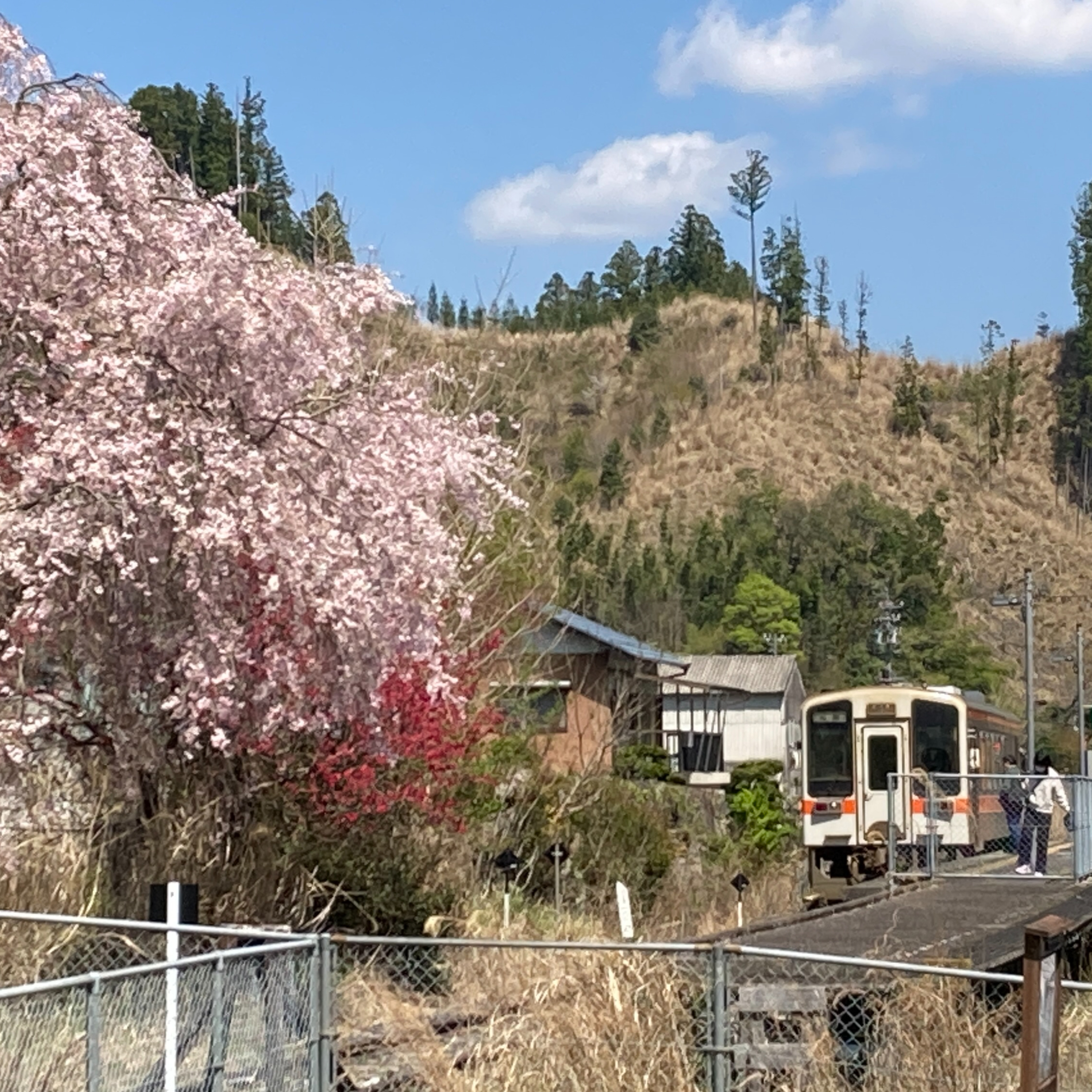 名松線でお花見してきました