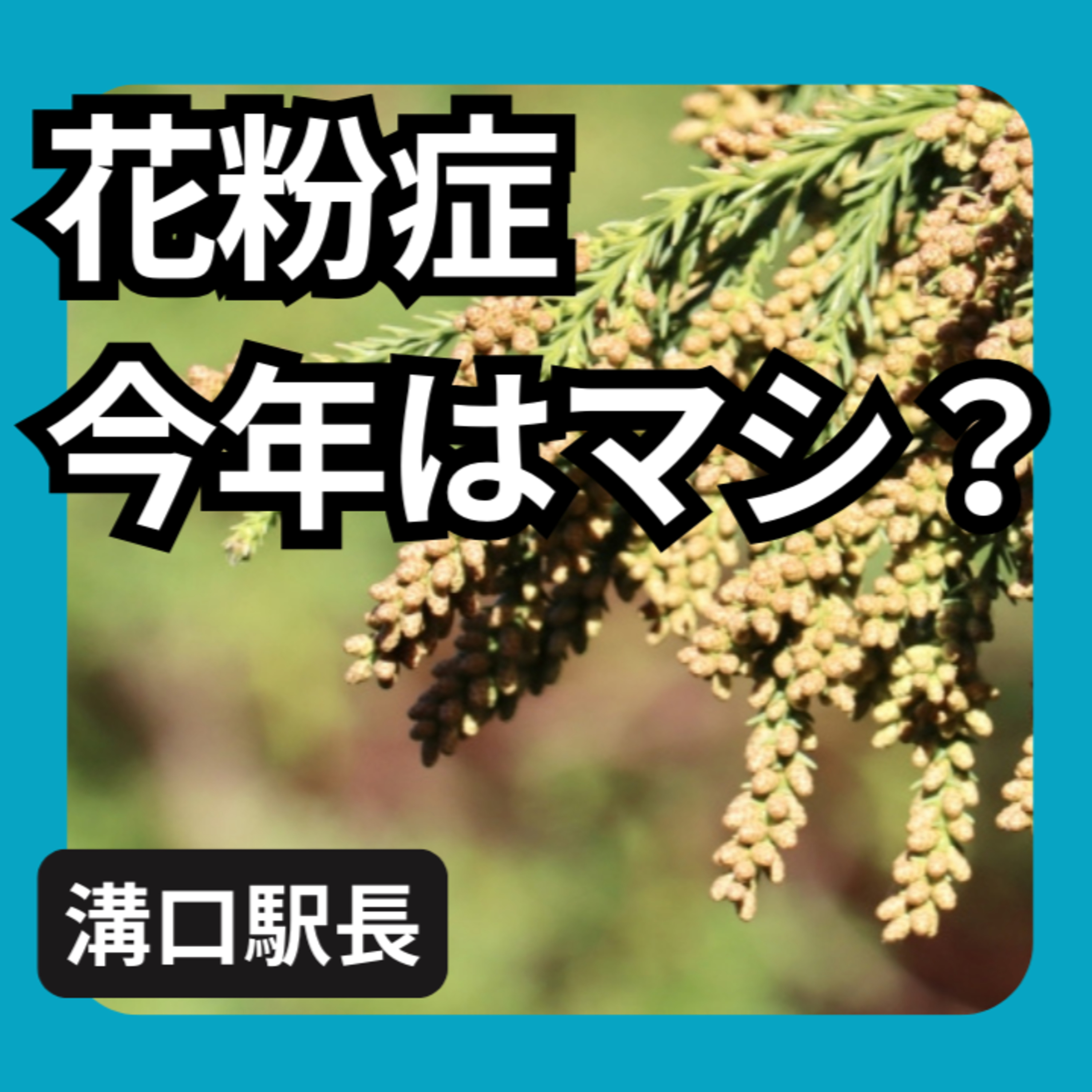 花粉症、今年はマシ？ episode artwork