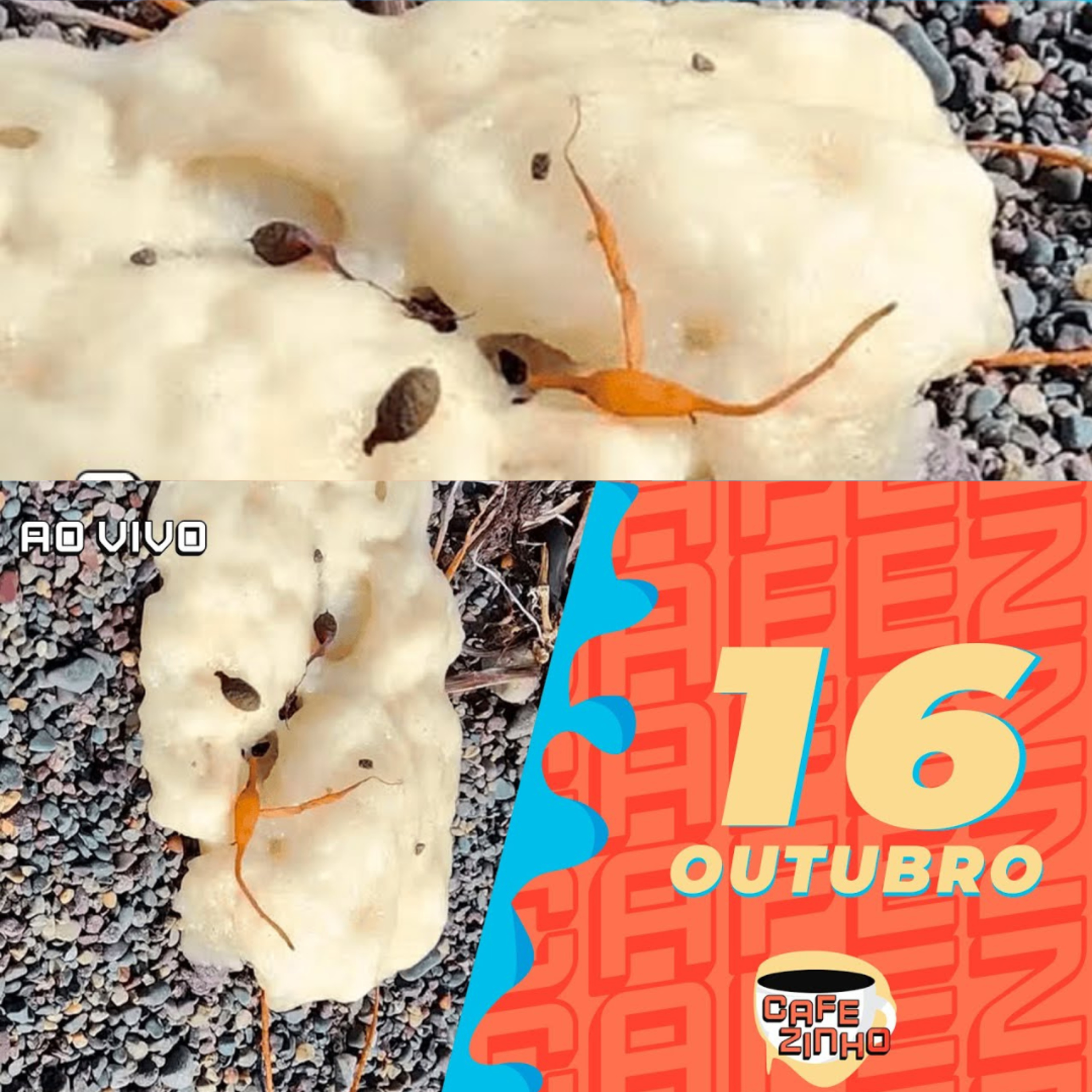 Mistério nas praias do CANADÁ! Cafezinho - Quarta-feira - 16/10/24 episode artwork