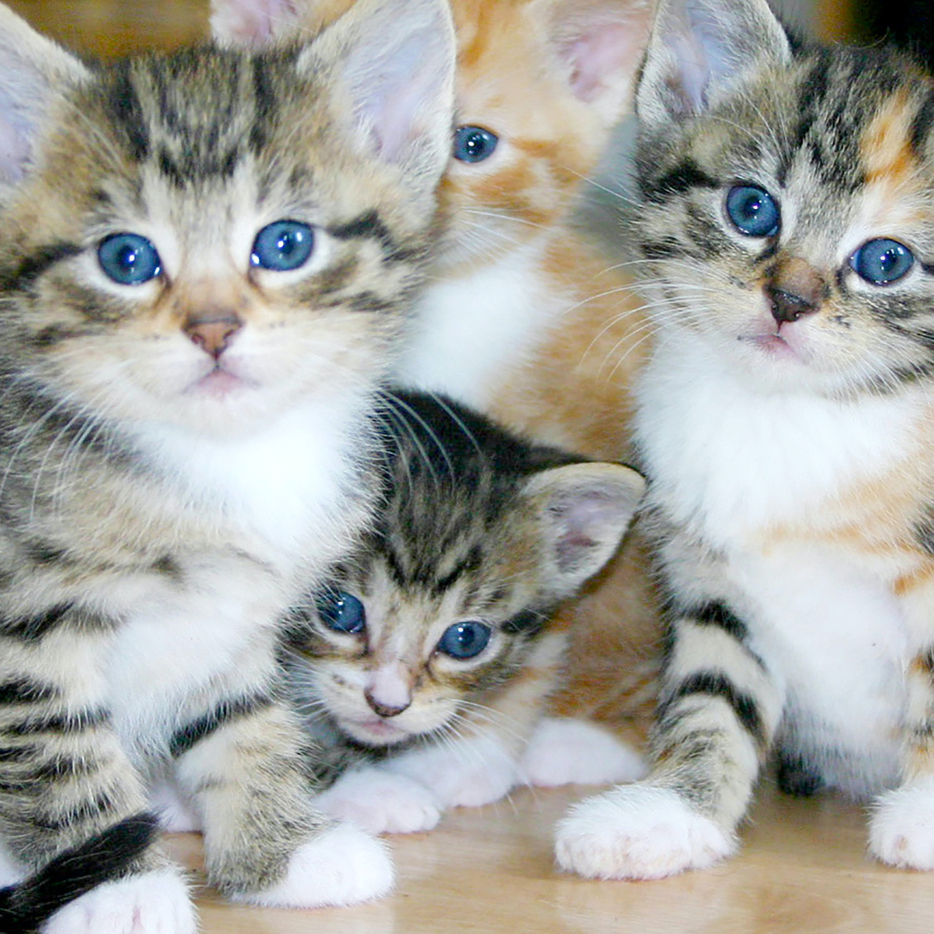 TrashCats TrashCast
