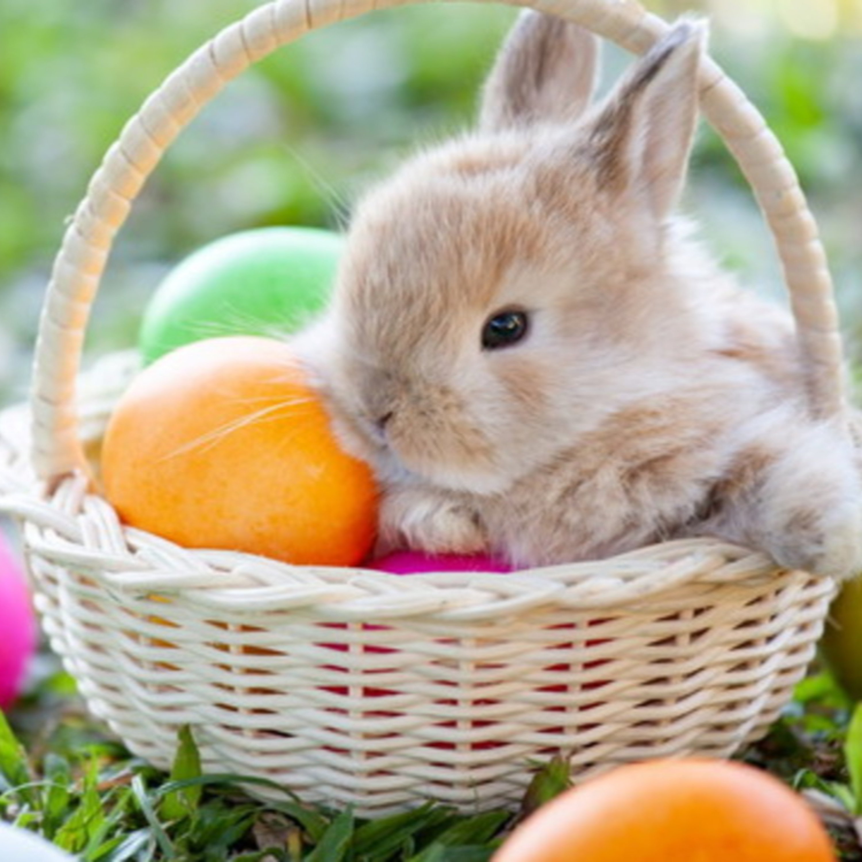 La Pasqua presentata dalla quinta B episode artwork