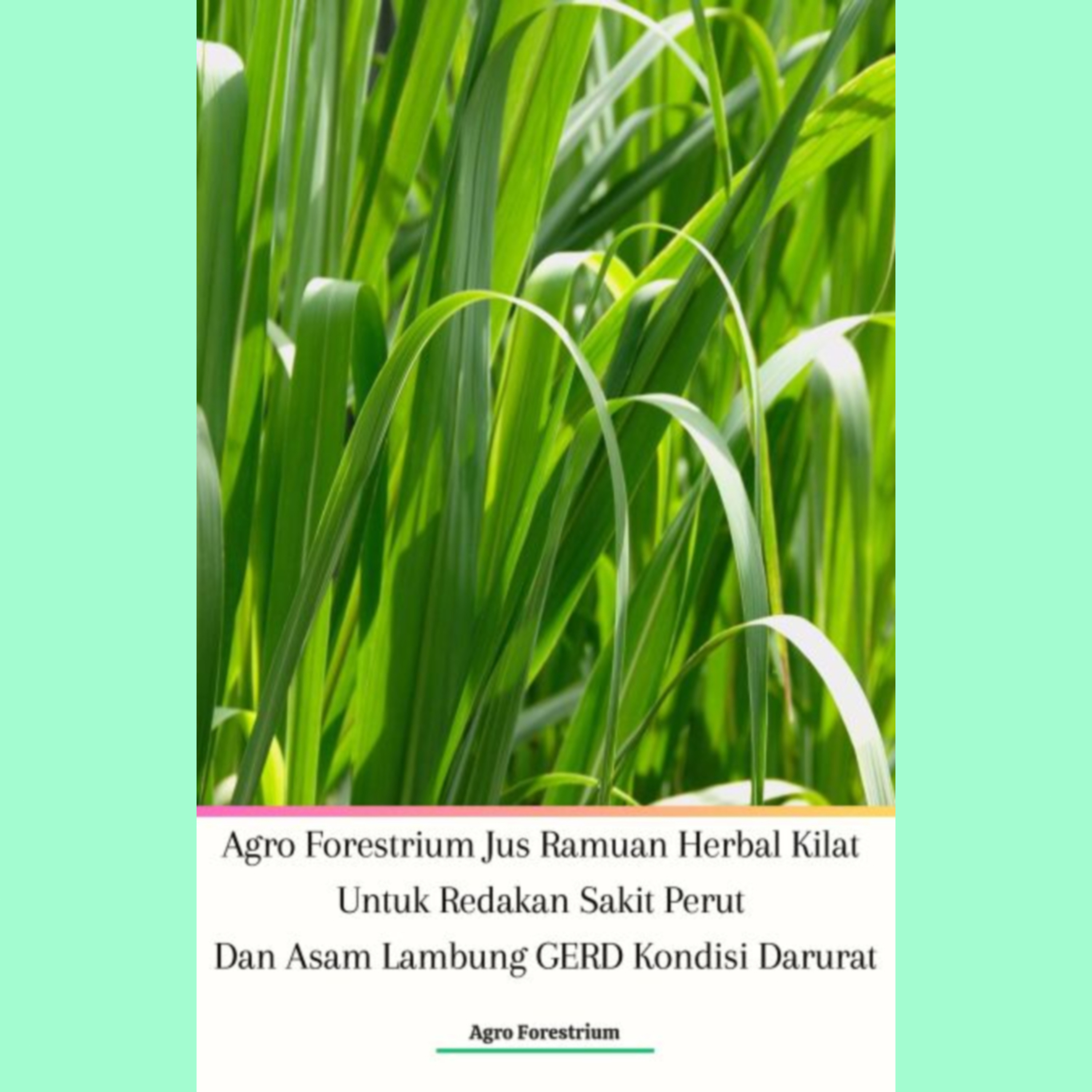 Agro Forestrium Jus Ramuan Herbal Kilat Untuk Redakan Sakit Perut Dan Asam Lambung GERD Kondisi Darurat Podcast Version