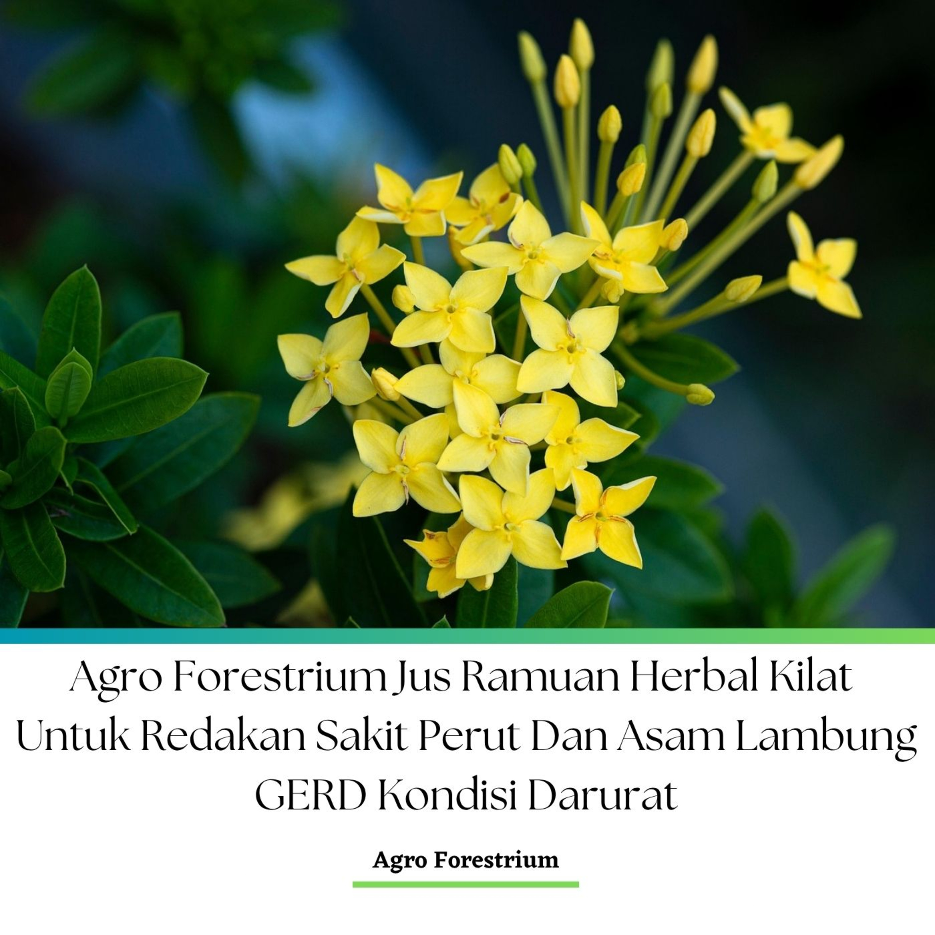 Jannah Firdaus Mediapro Podcast