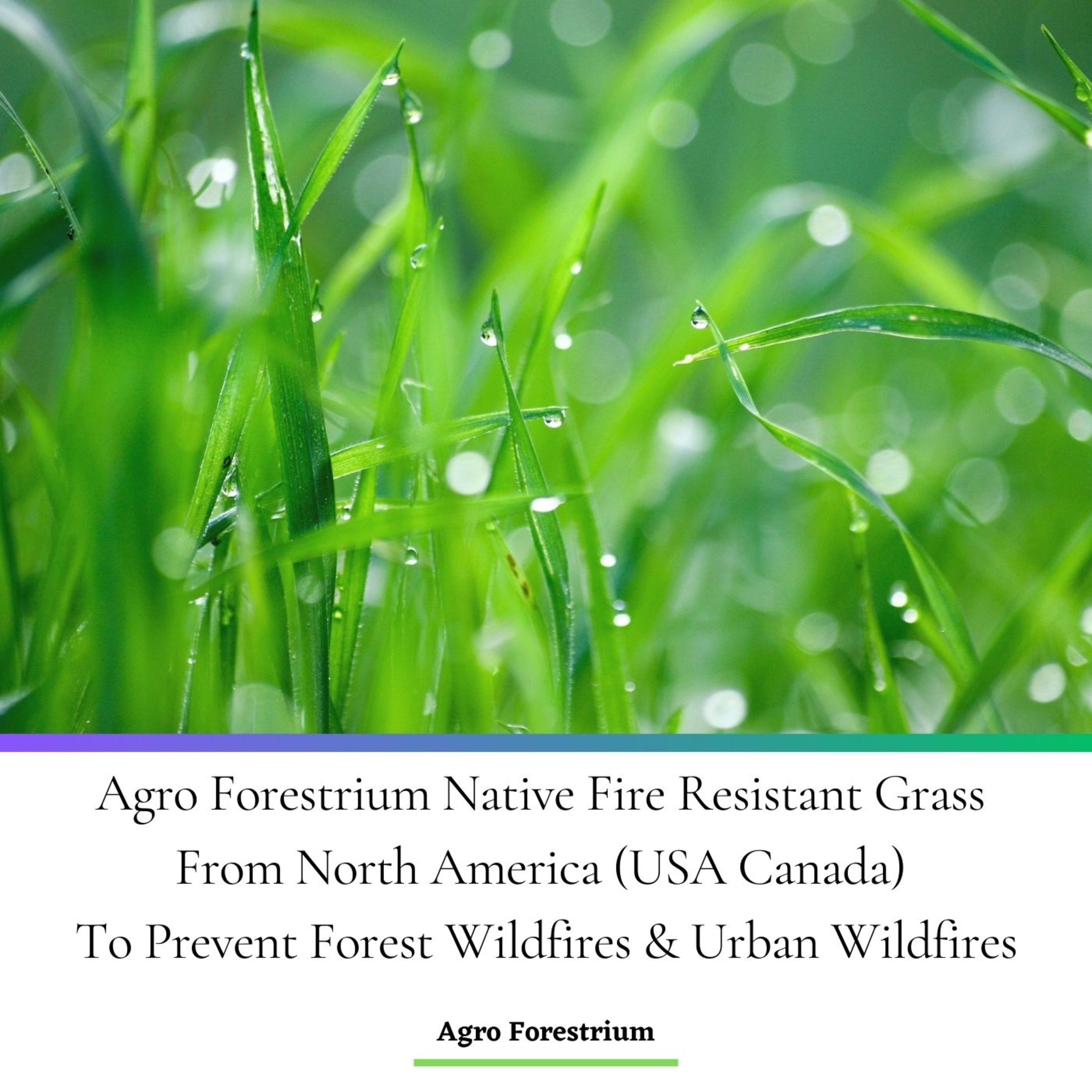 Agro Forestrium Native Fire Resistant Grass From North America (USA Canada) To Prevent Forest Wildfires & Urban Wildfires Podcast Edition
