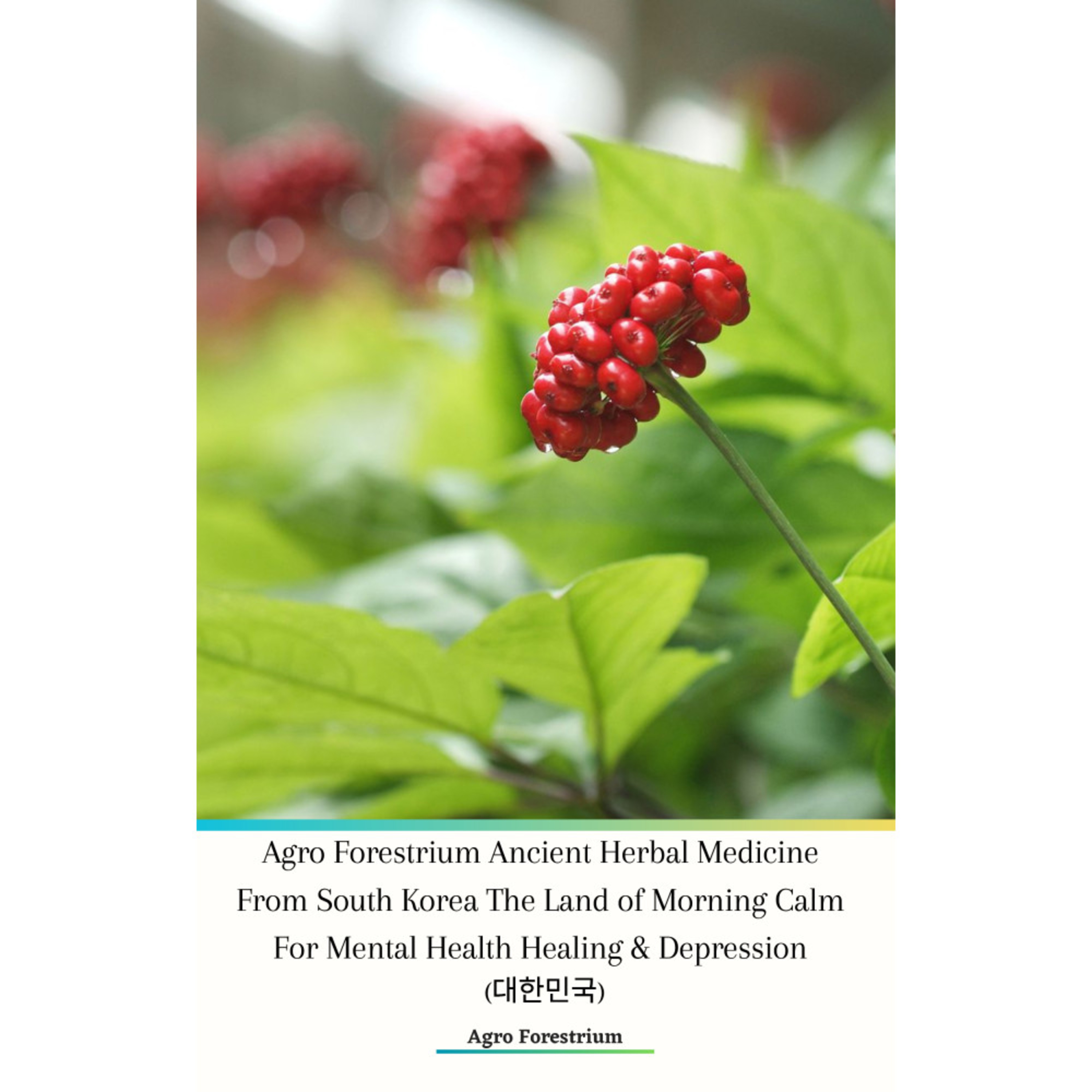 Agro Forestrium Ancient Herbal Medicine From South Korea The Land of Morning Calm For Mental Health Healing & Depression (대한민국) Podcast Ver