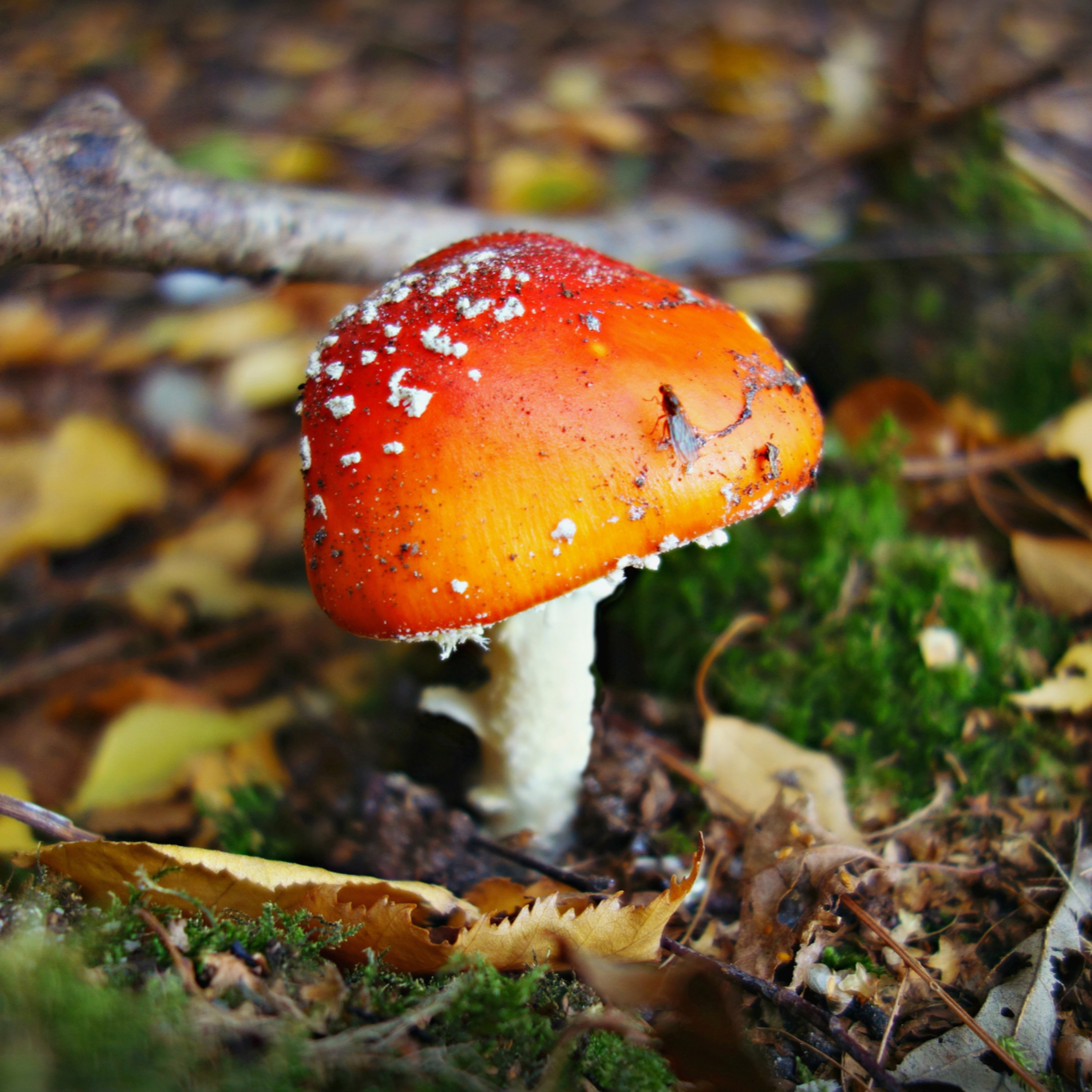 Afl. 36 - Herfst in Nederland episode artwork