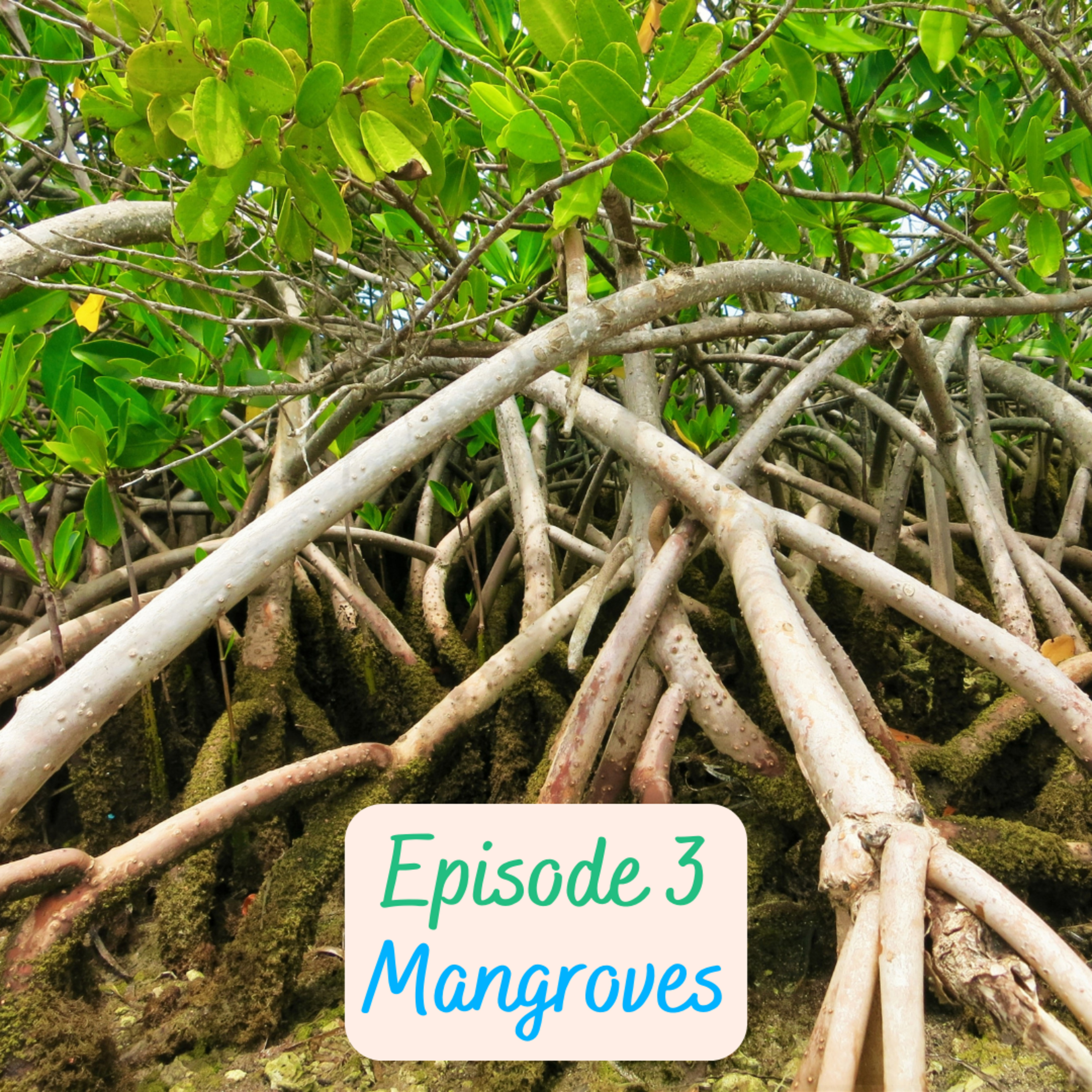 Episode 3 - Mangroves
