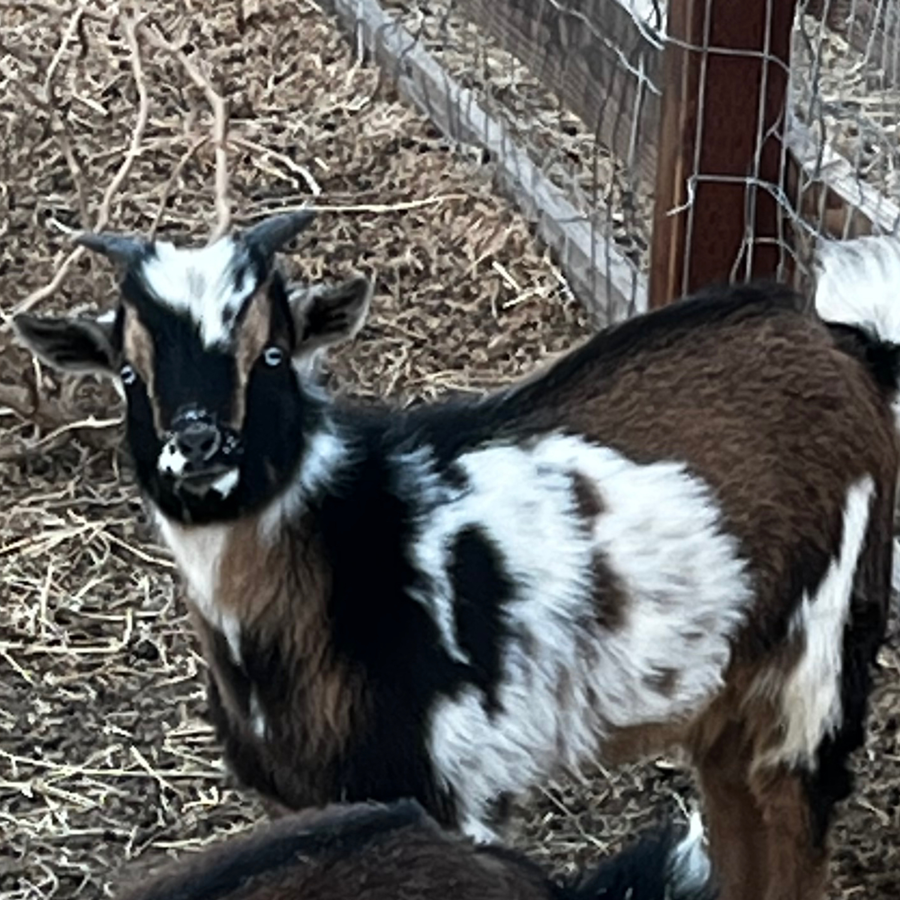 Baby goat died on the farm today  episode artwork