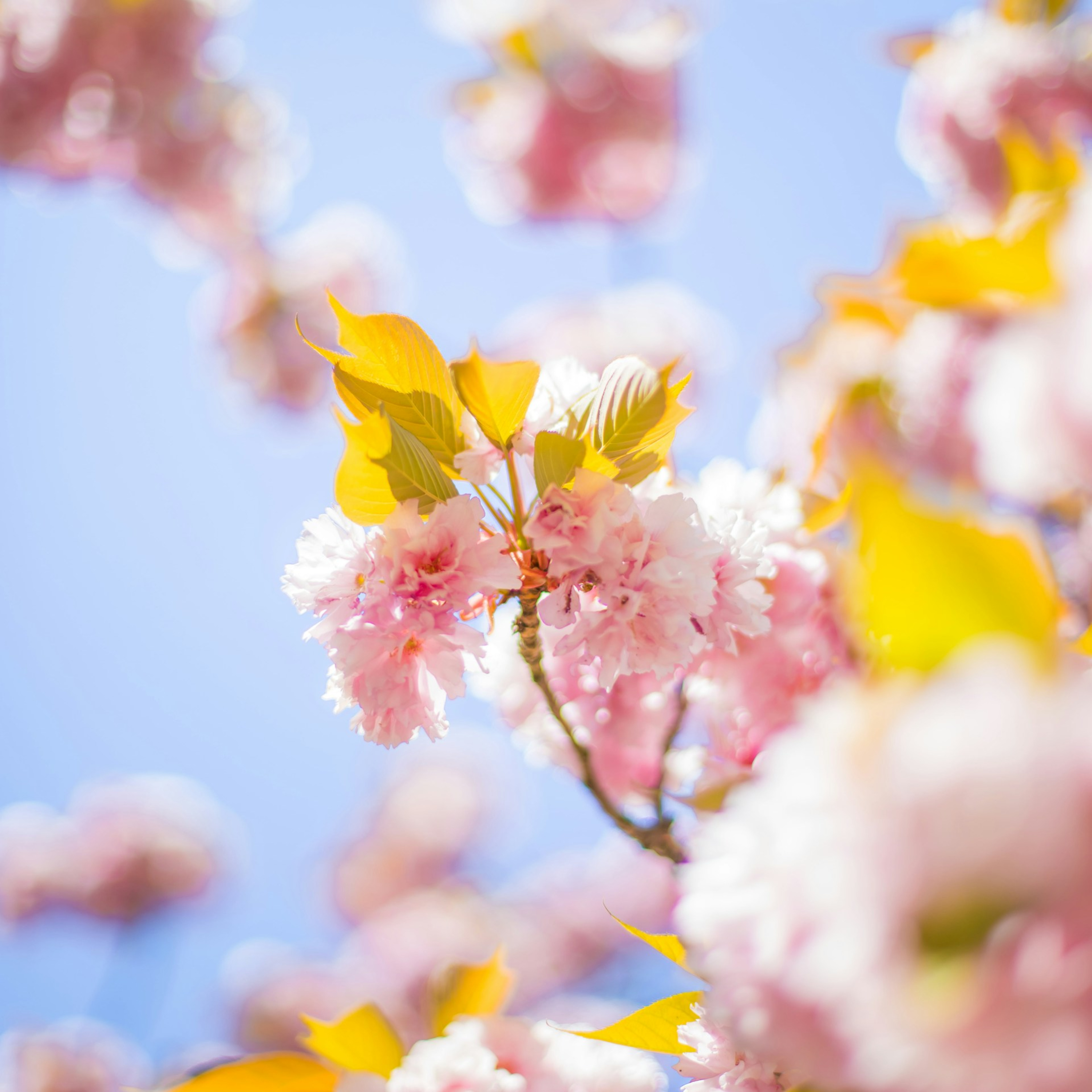 Predici audio Biserica Baptistă Providența Brașov