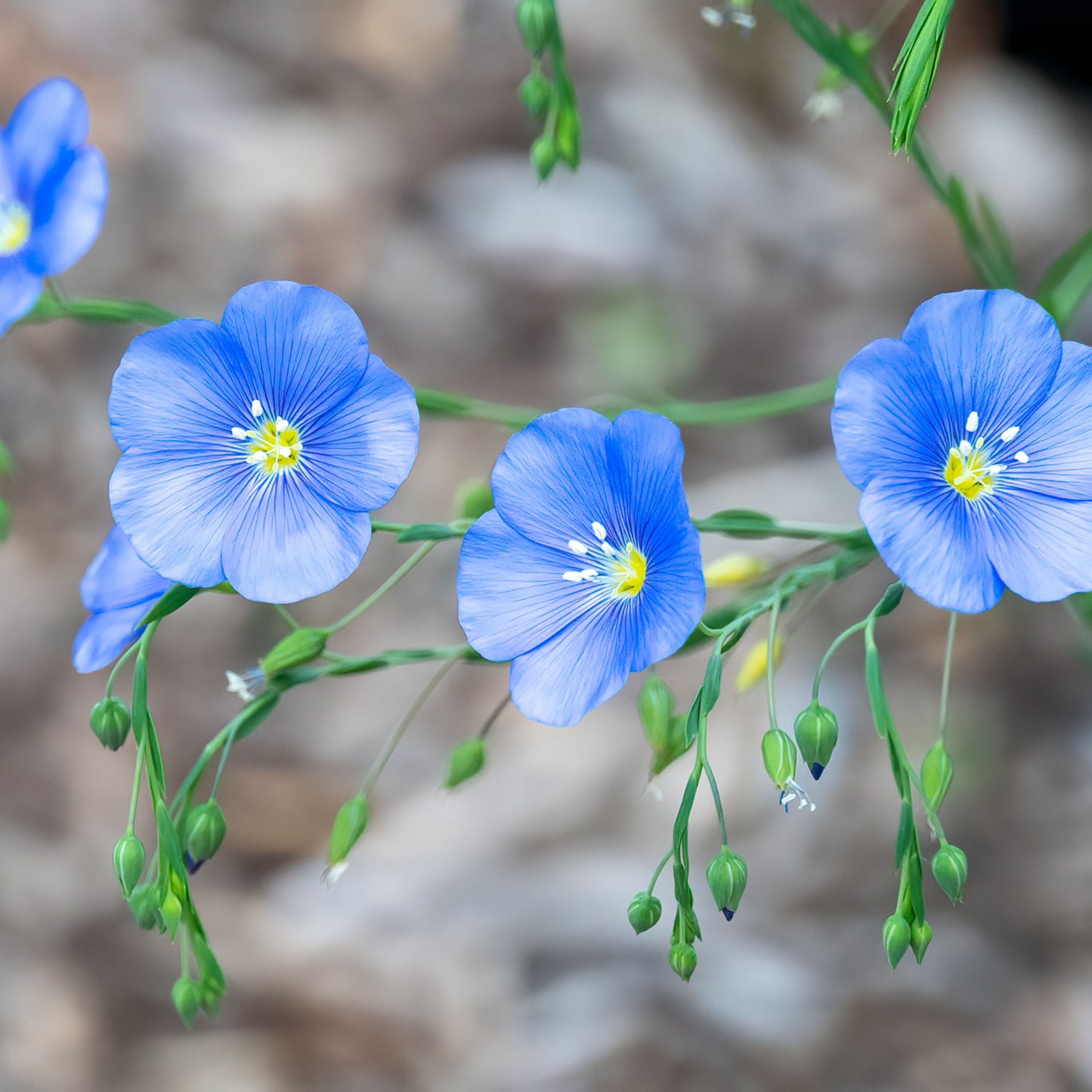 Predici audio Biserica Baptistă Providența Brașov