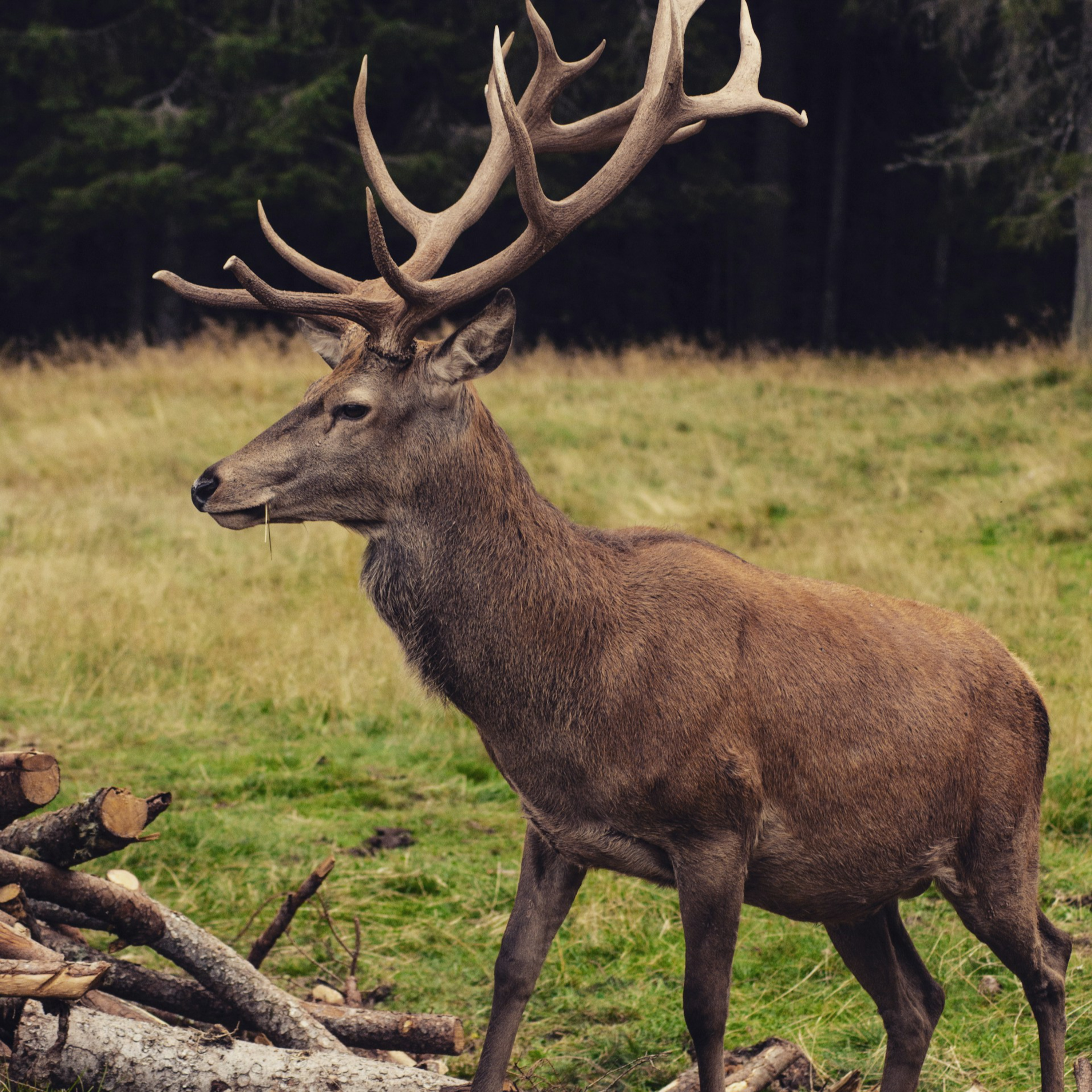 Predici audio Biserica Baptistă Providența Brașov