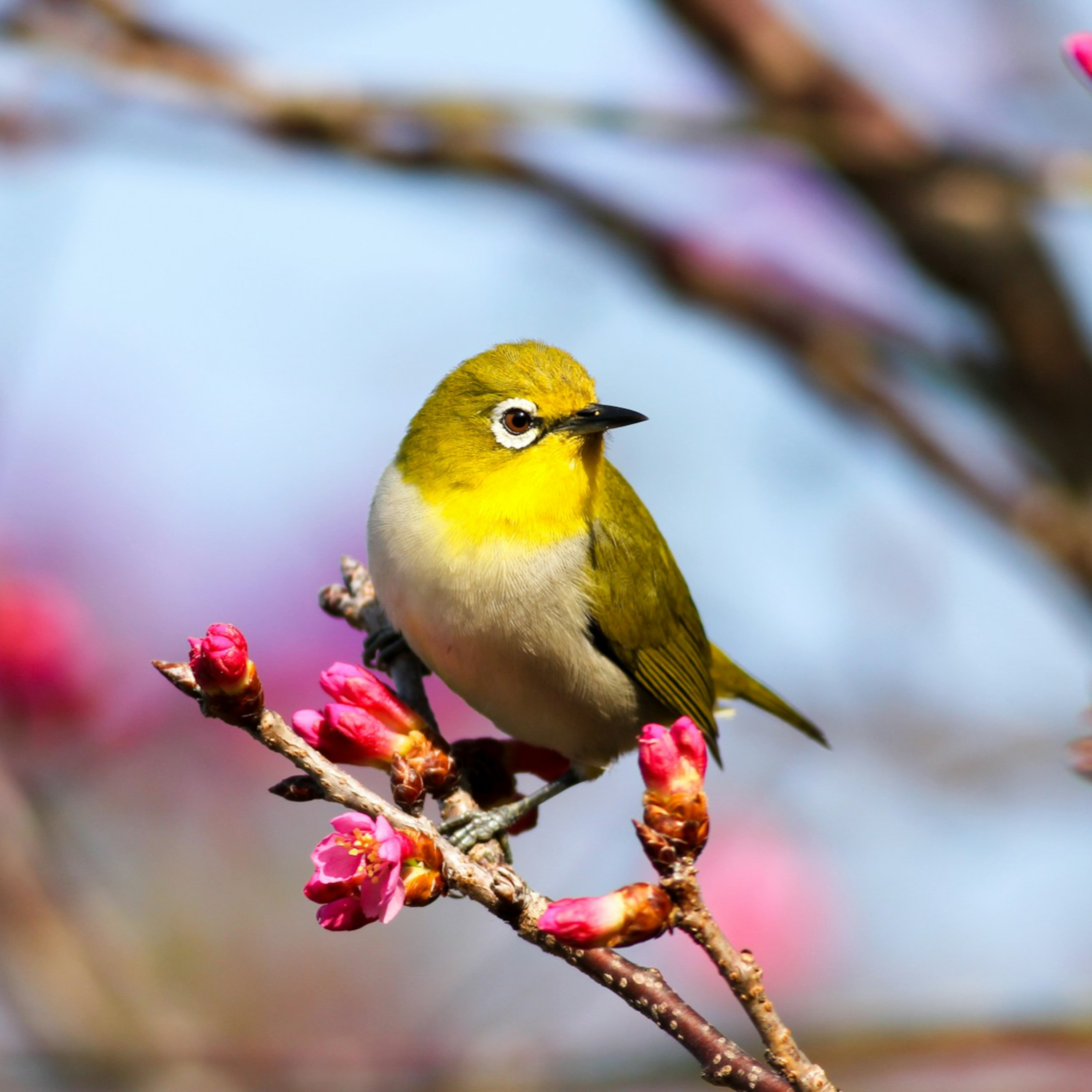 Predici audio Biserica Baptistă Providența Brașov
