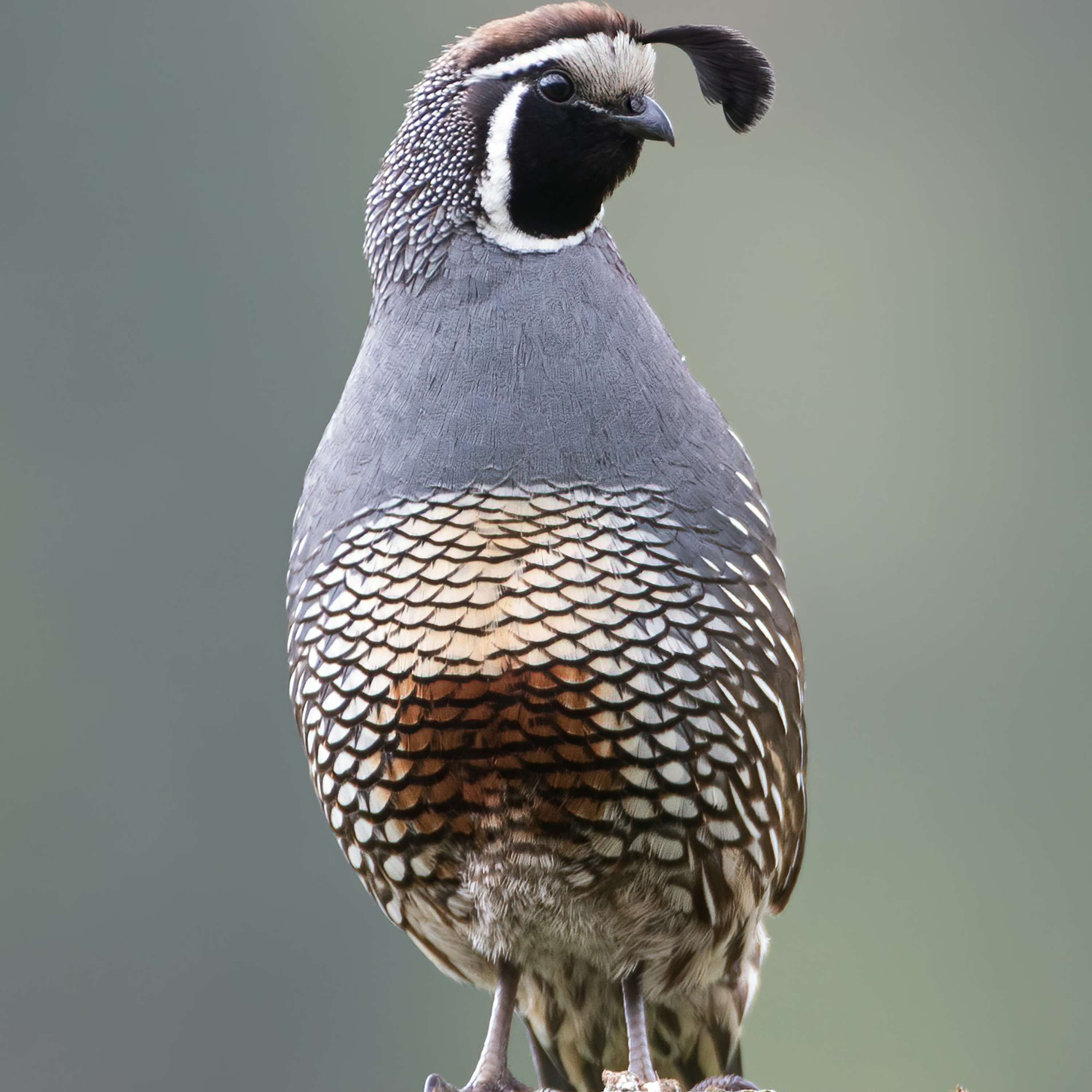 Predici audio Biserica Baptistă Providența Brașov
