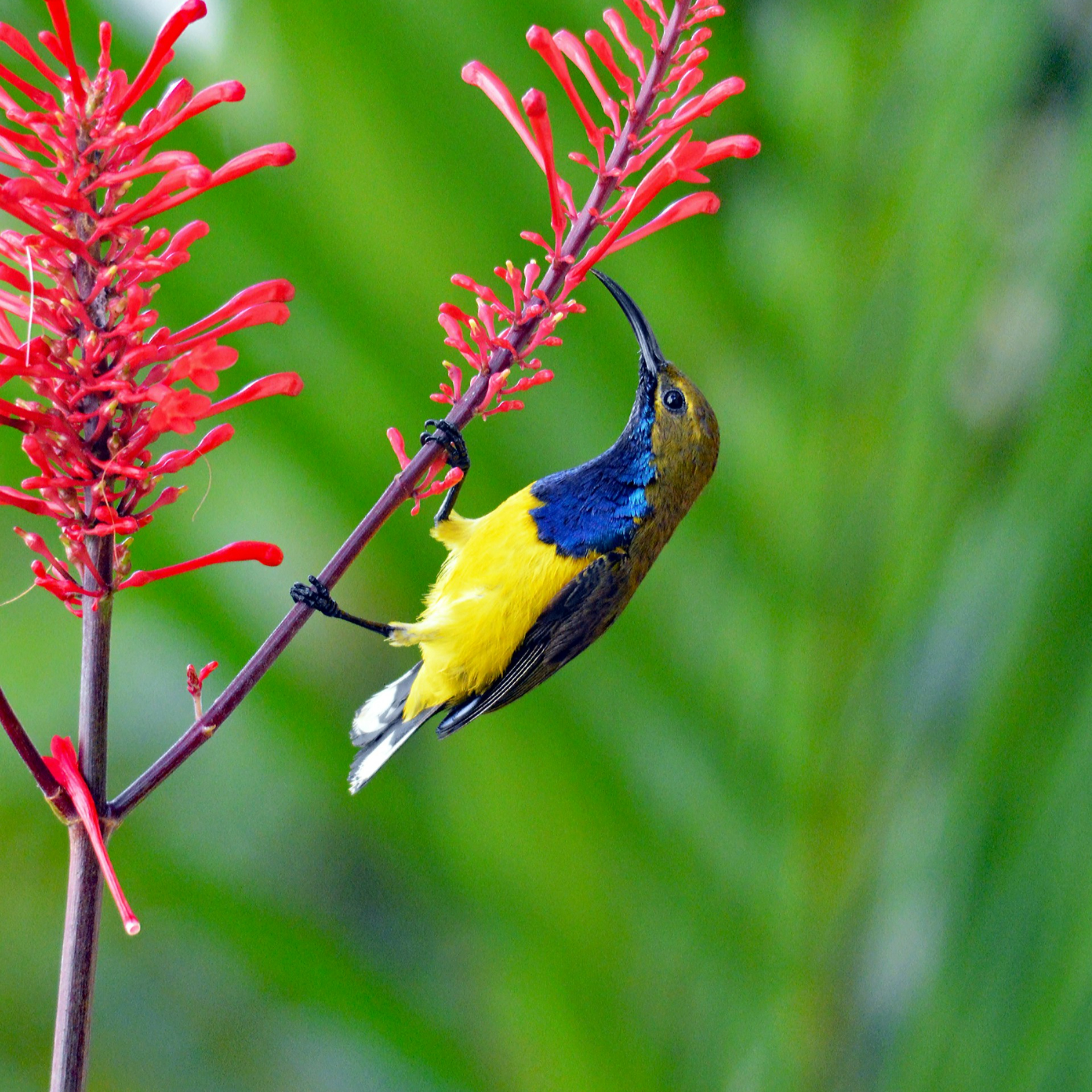Predici audio Biserica Baptistă Providența Brașov