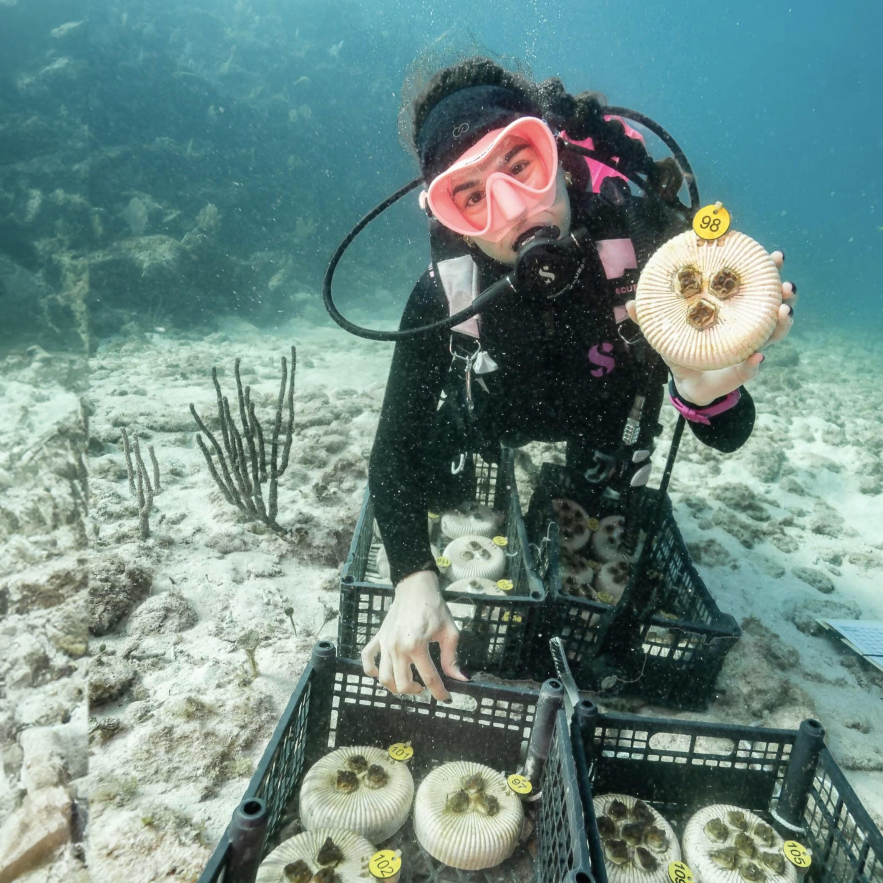 REEF Roundup: 🪸Coral Reefs🐠 and 🐙Marine Conservation🦈