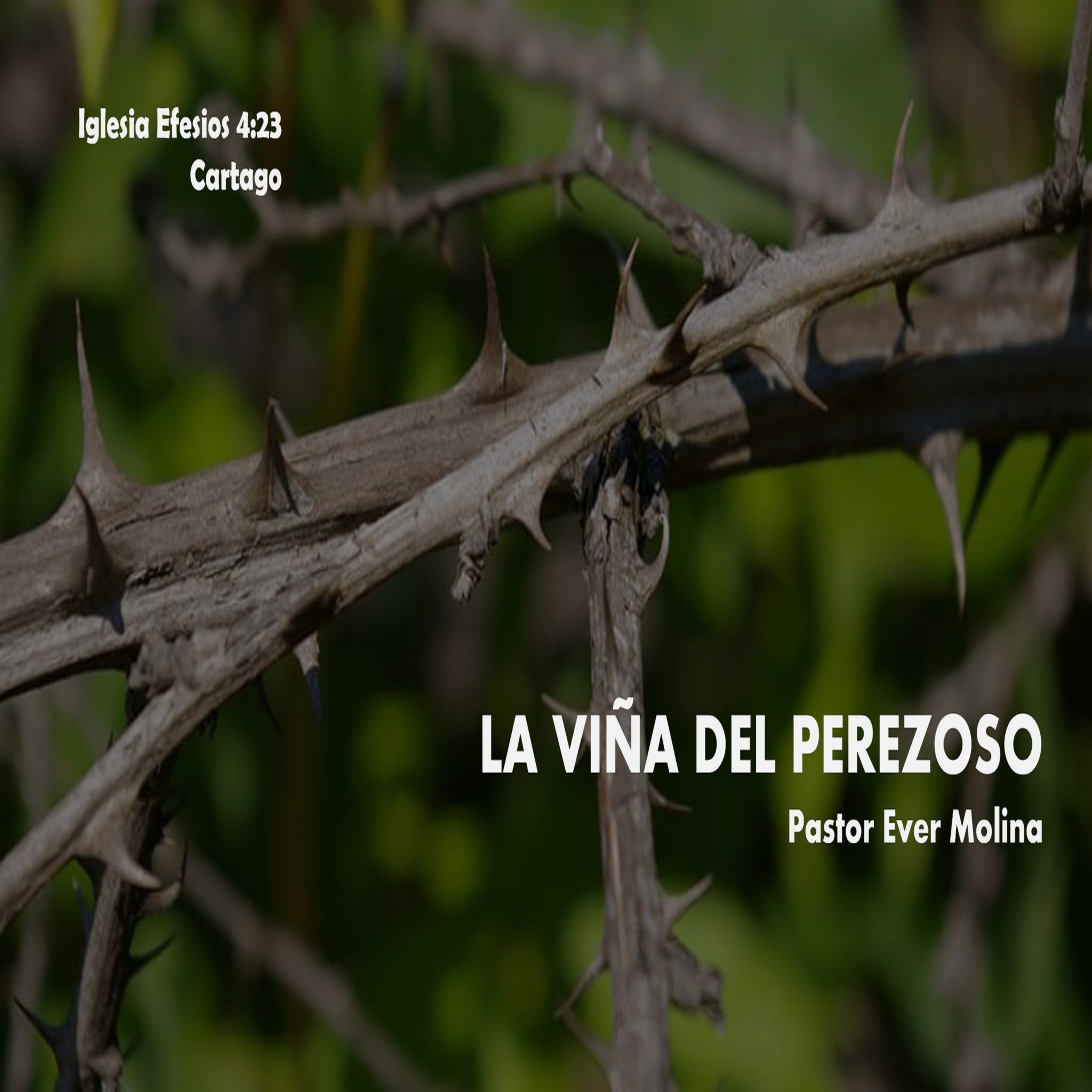 LA VIÑA DEL PEREZOSO episode artwork