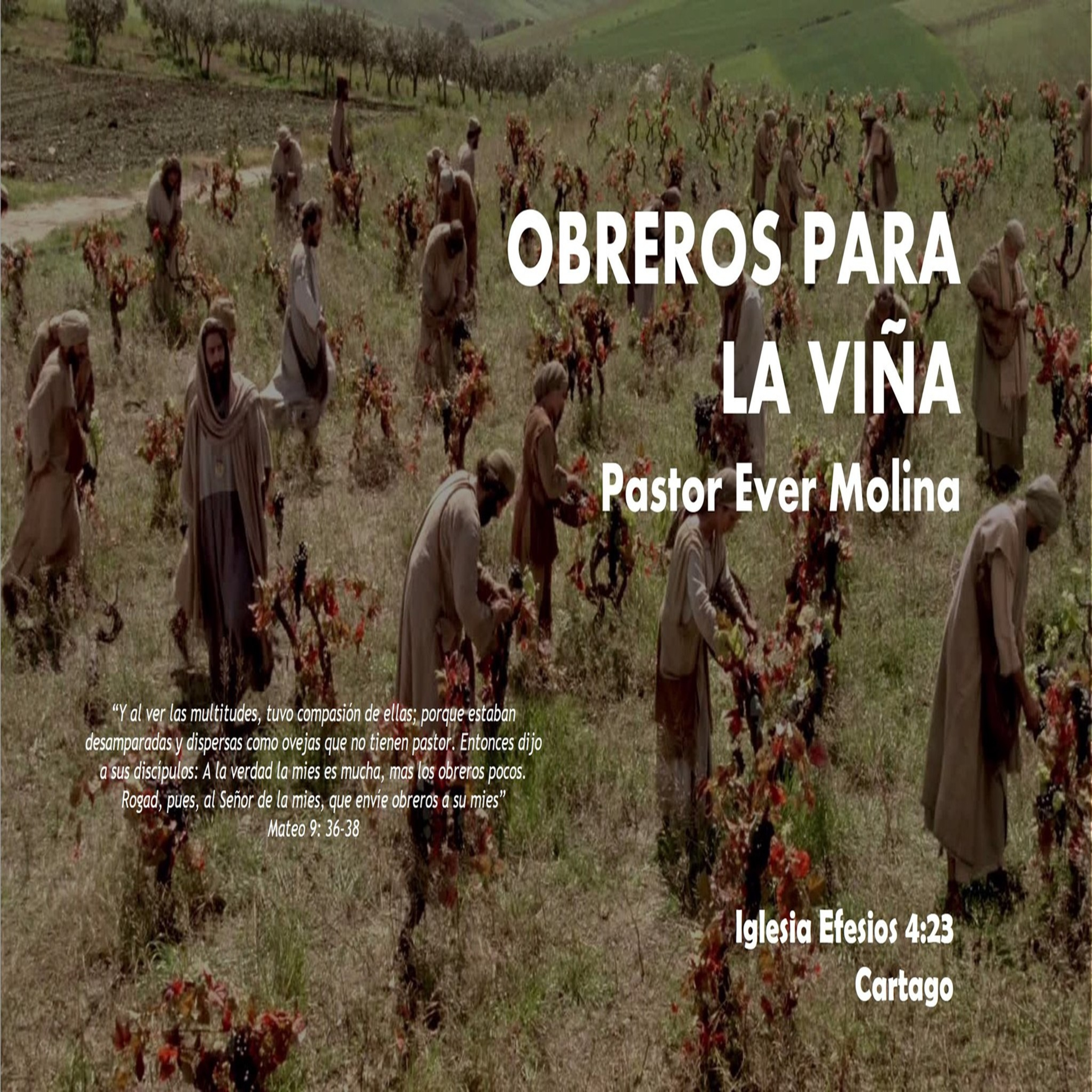 OBREROS PARA LA VIÑA episode artwork