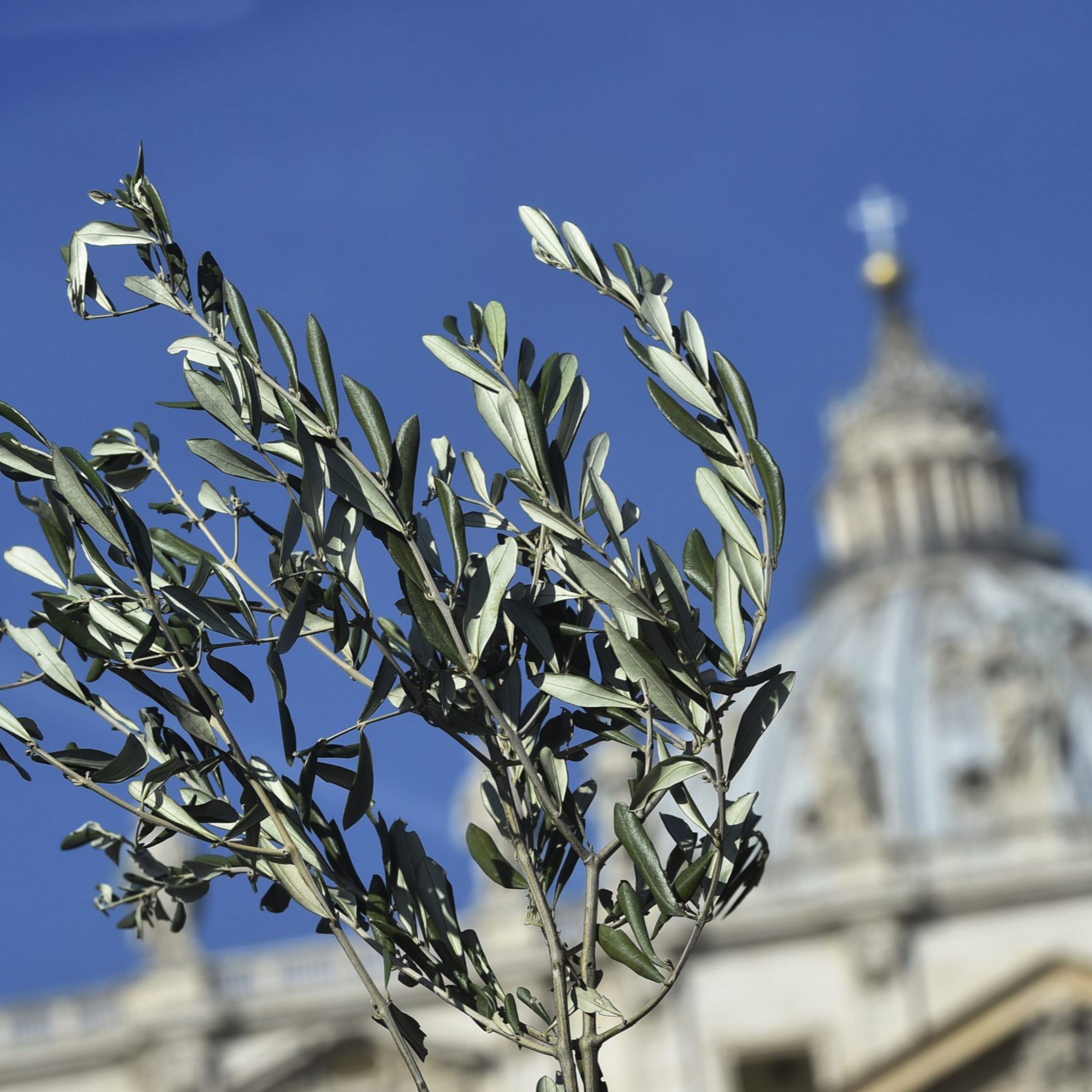 Domenica della Palme