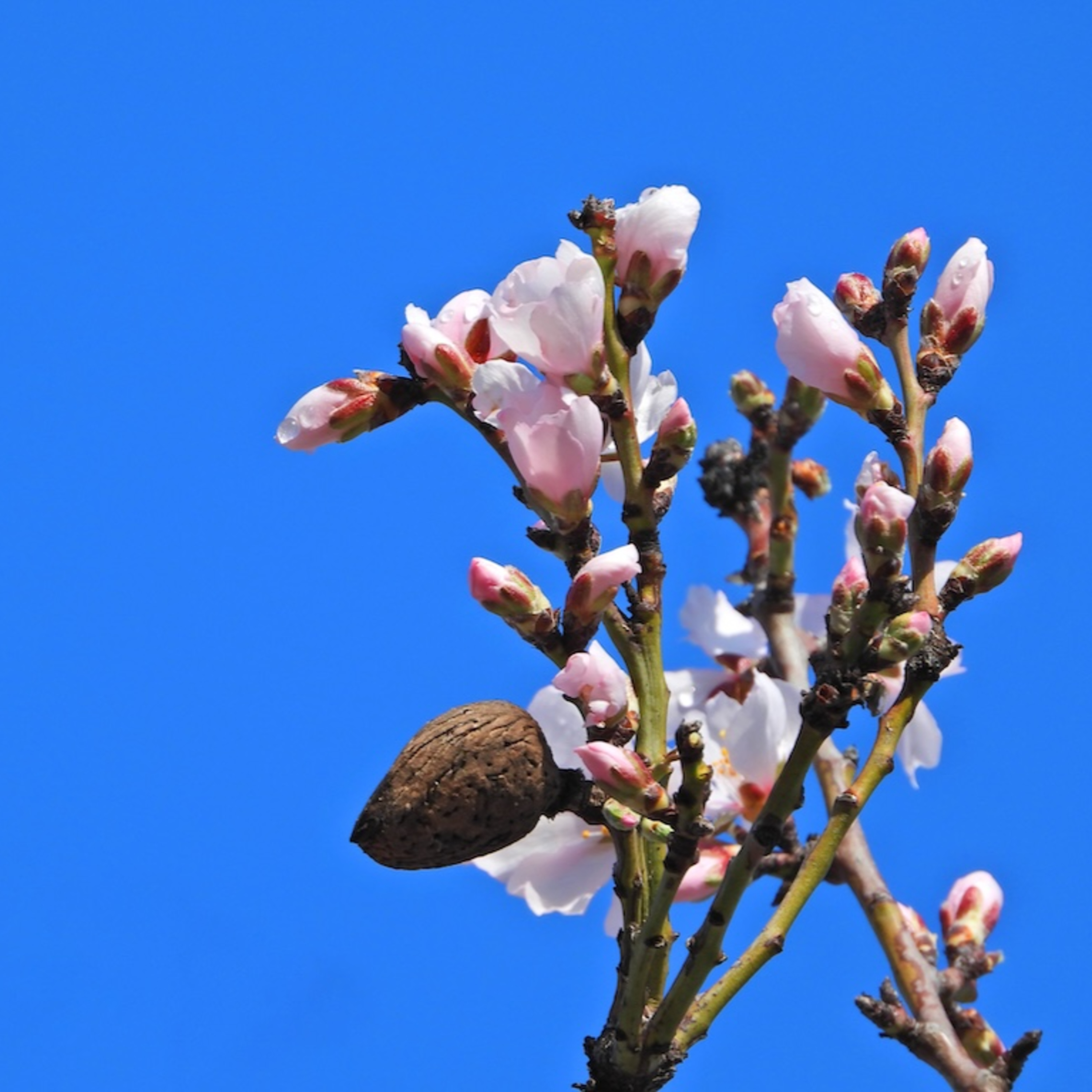 Lunedì di Pasqua