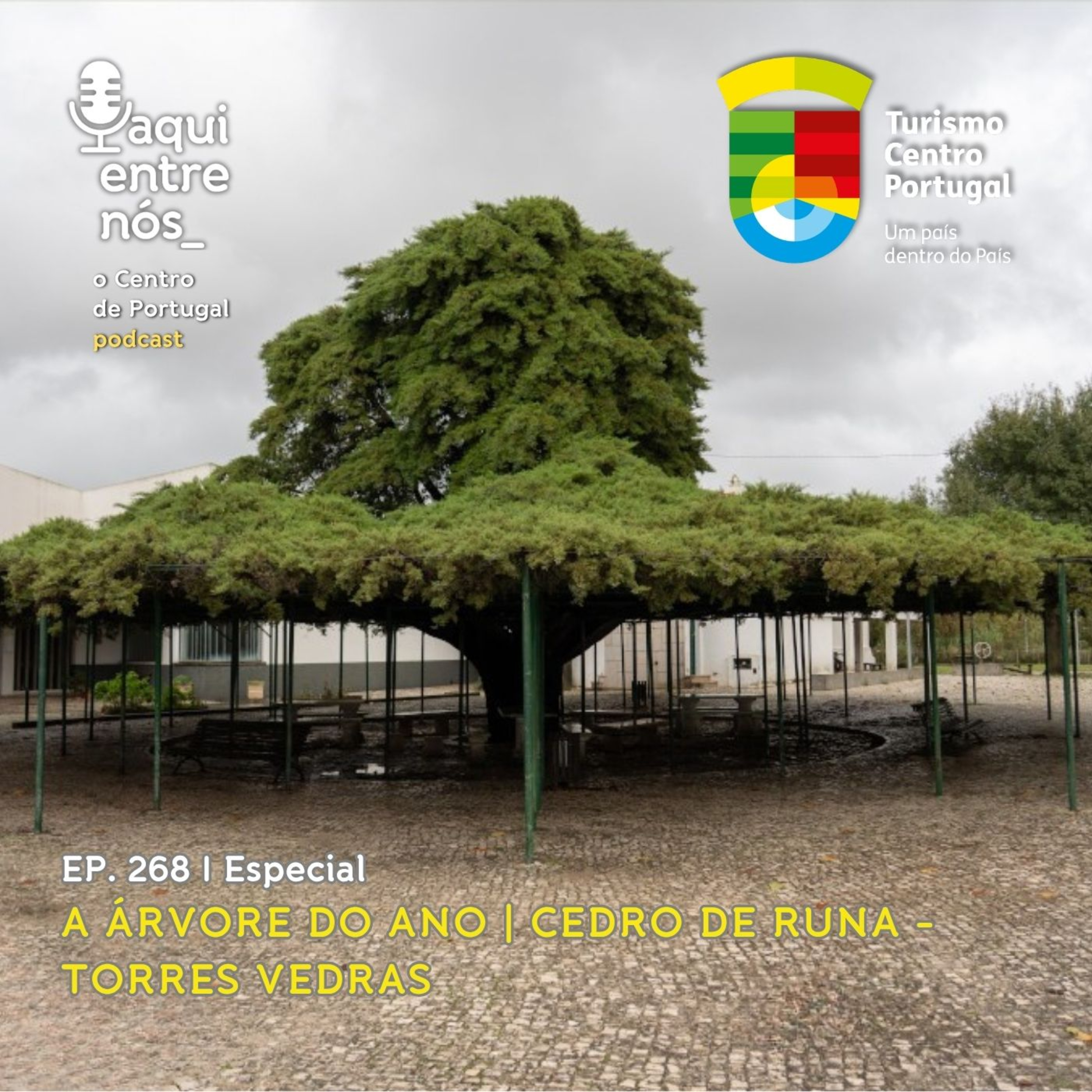 #268 - O Cedro de Runa, Árvore do Ano