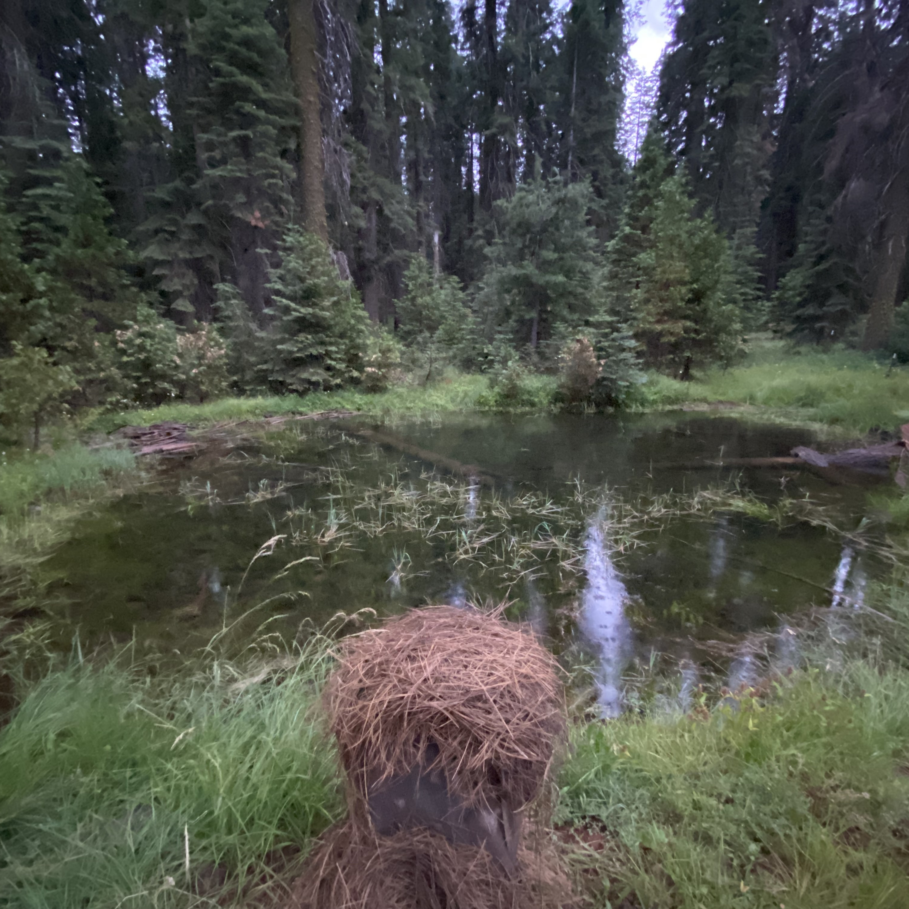 177: Summer Thunderstorm in the Forest