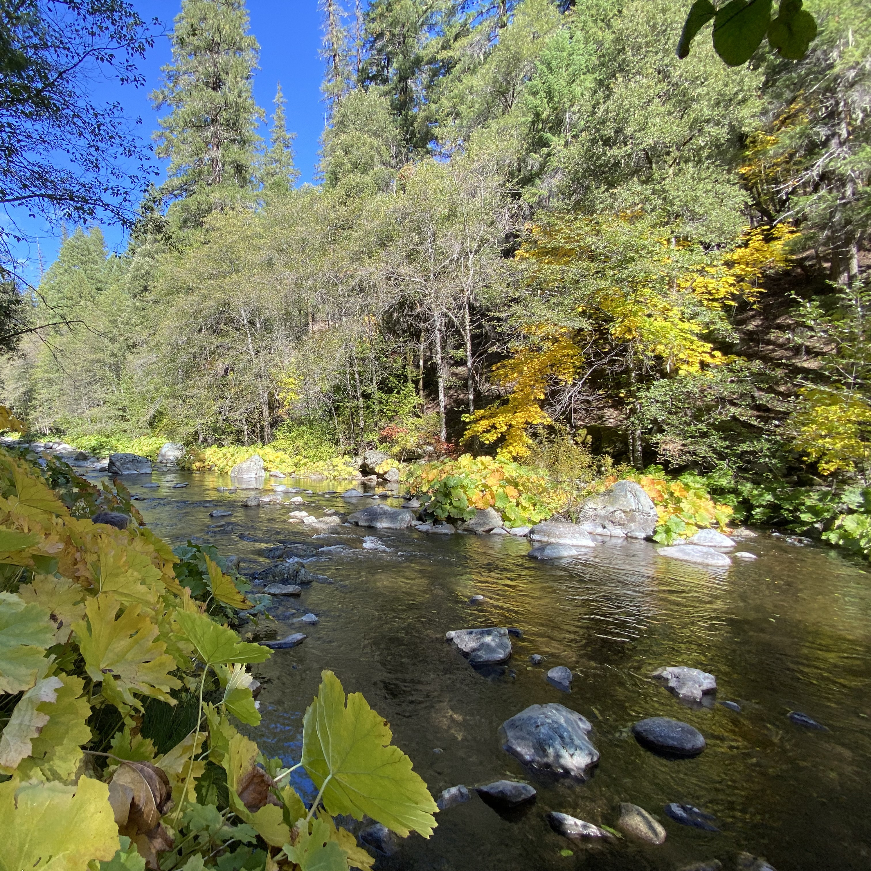 179: Autumn Afternoon Beside the North Fork of the Salmon River
