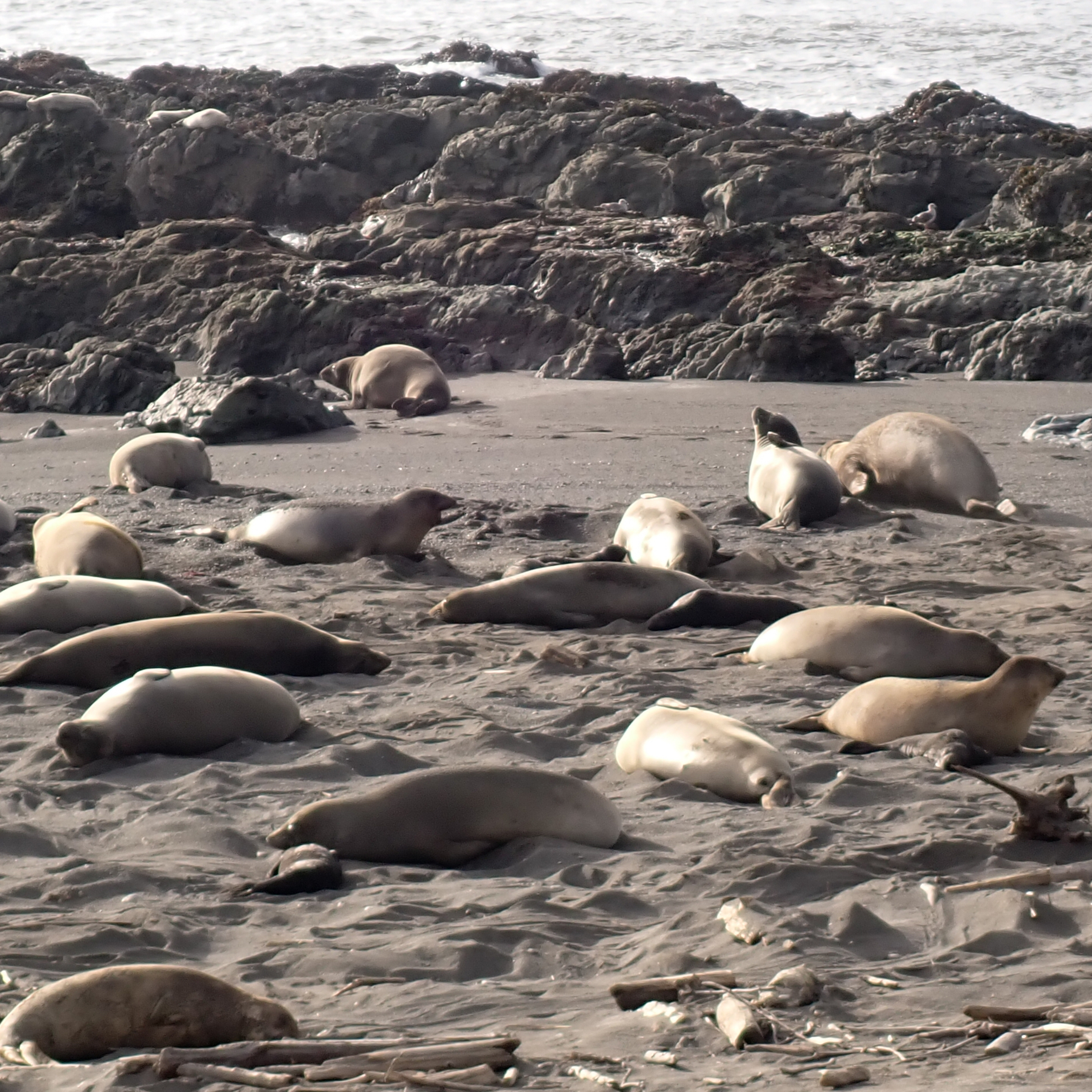 Bonus! Northern Elephant Seal Colony at Punta Gorda