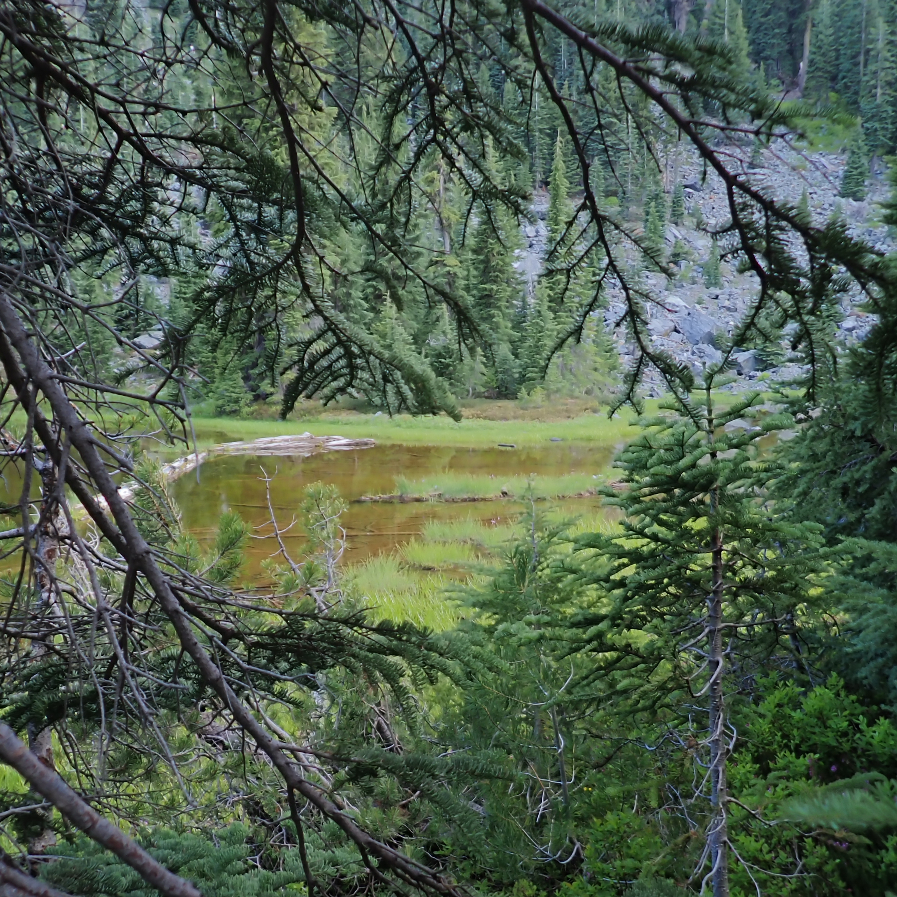 184: Marble Mountains Wilderness- Frogs at Summit Meadow Lake