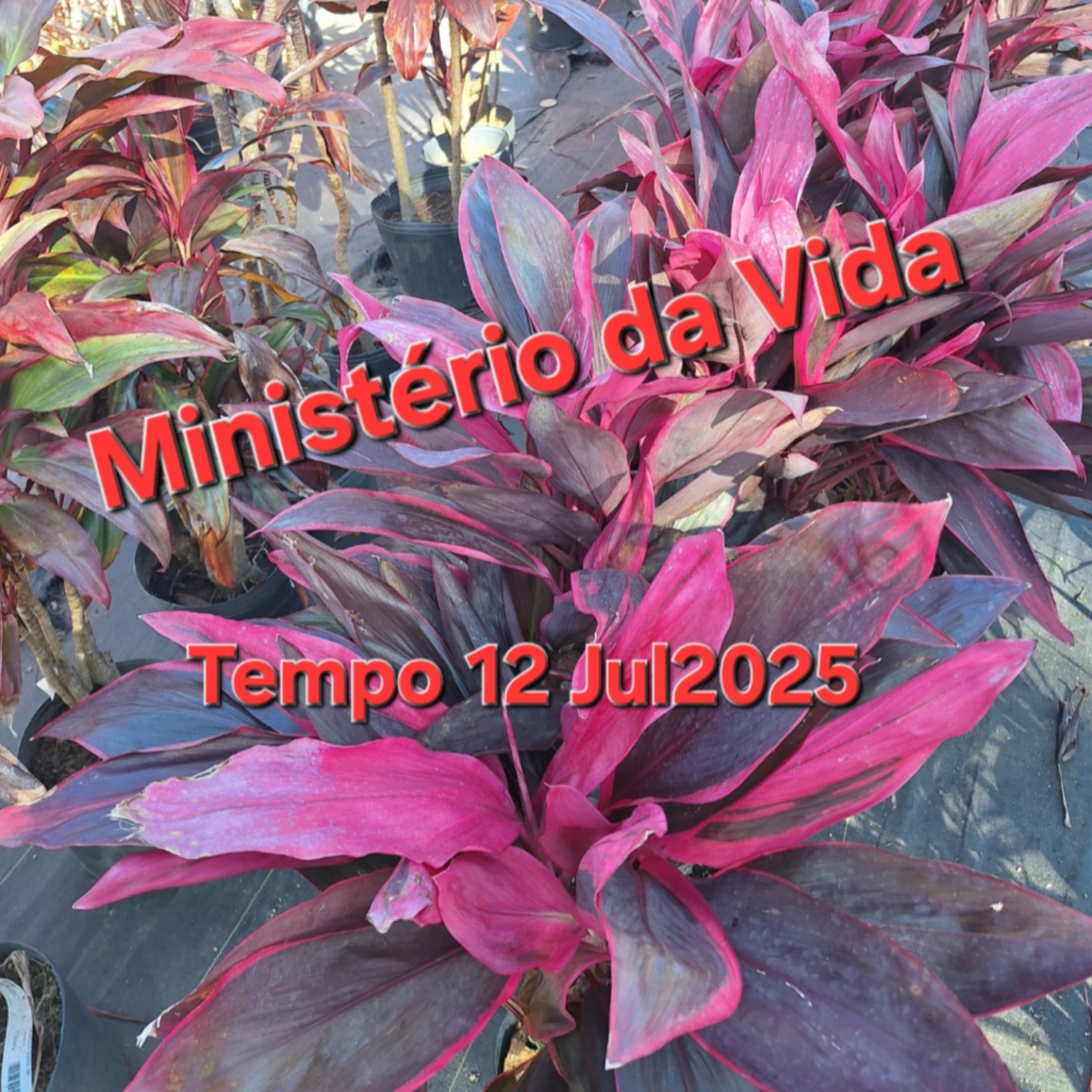 Ministério da Vida episode artwork