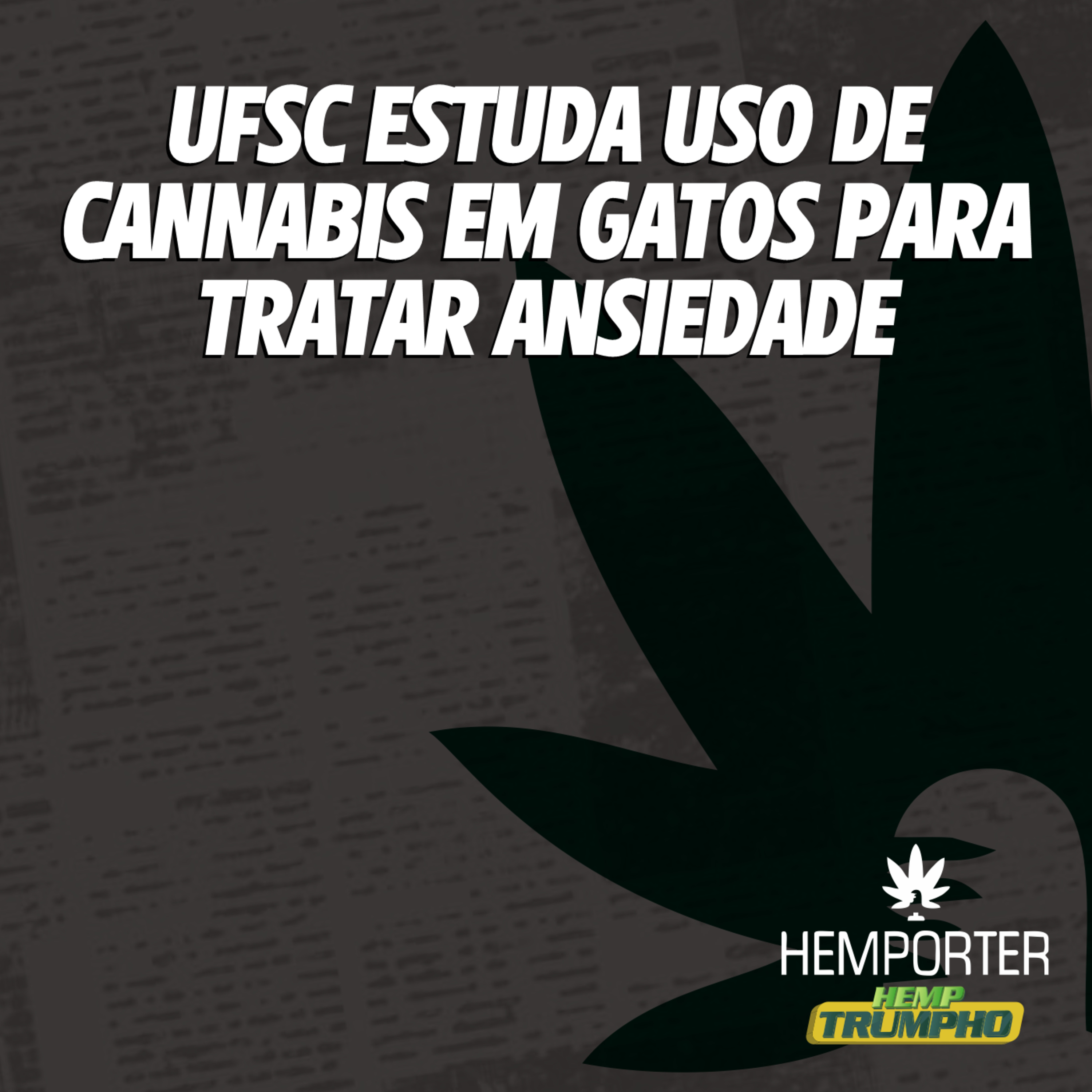 UFSC estuda uso de cannabis em gatos para tratar ansiedade