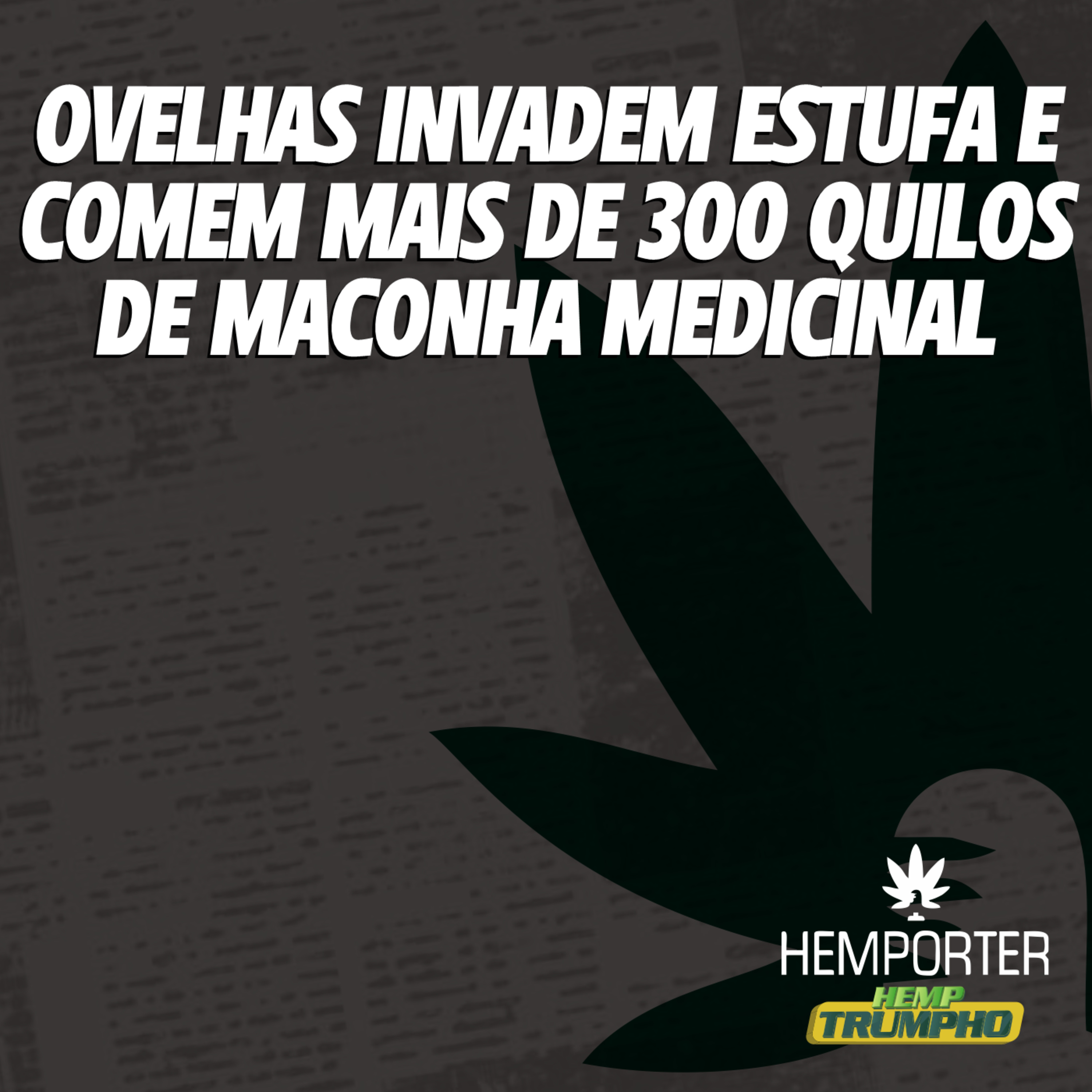 Ovelhas invadem estufa e comem mais de 300 quilos de maconha medicinal episode artwork