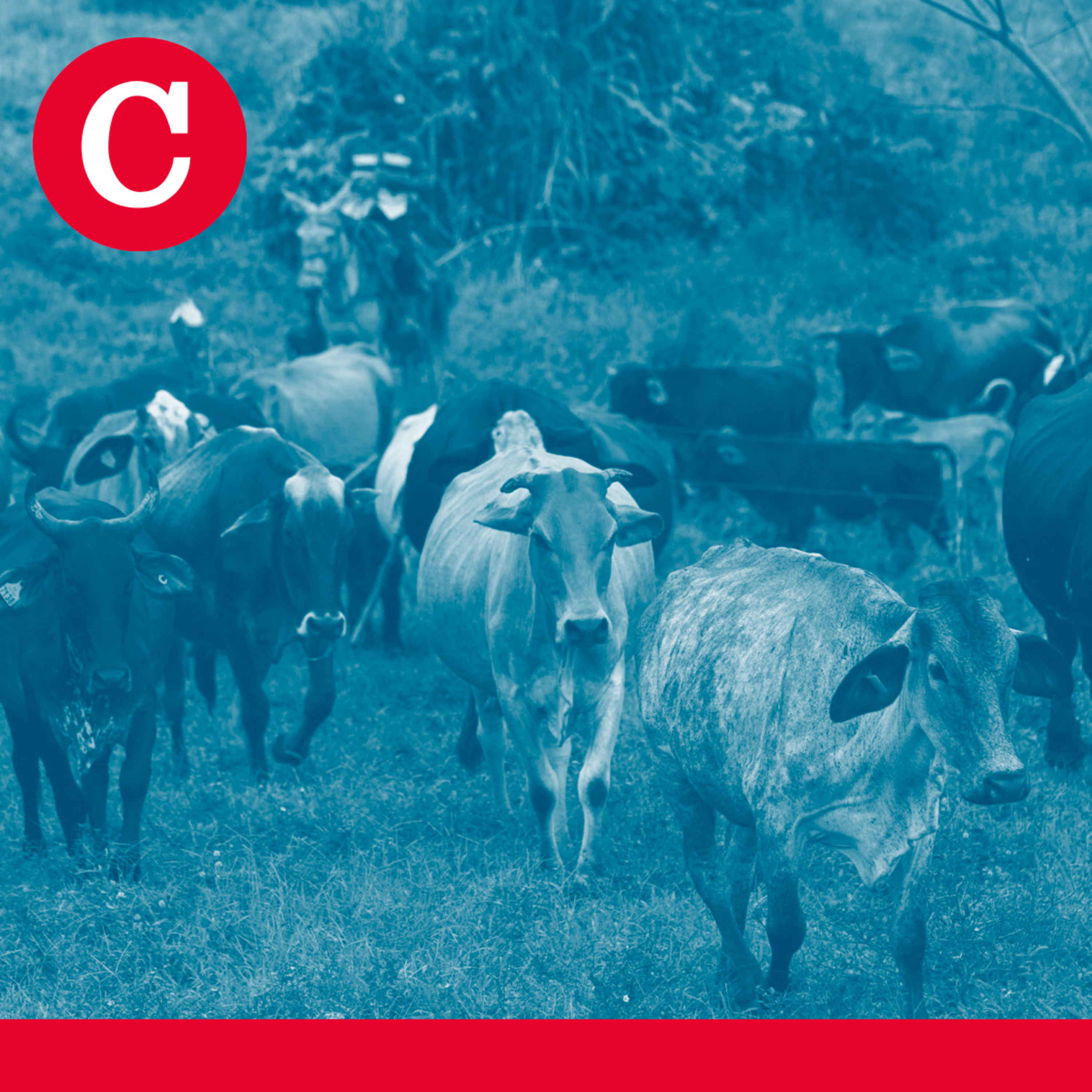 Episodio 759 | Nicaragua admite 13 casos de gusano barrenador, que se extiende en Panamá y Costa Rica episode artwork