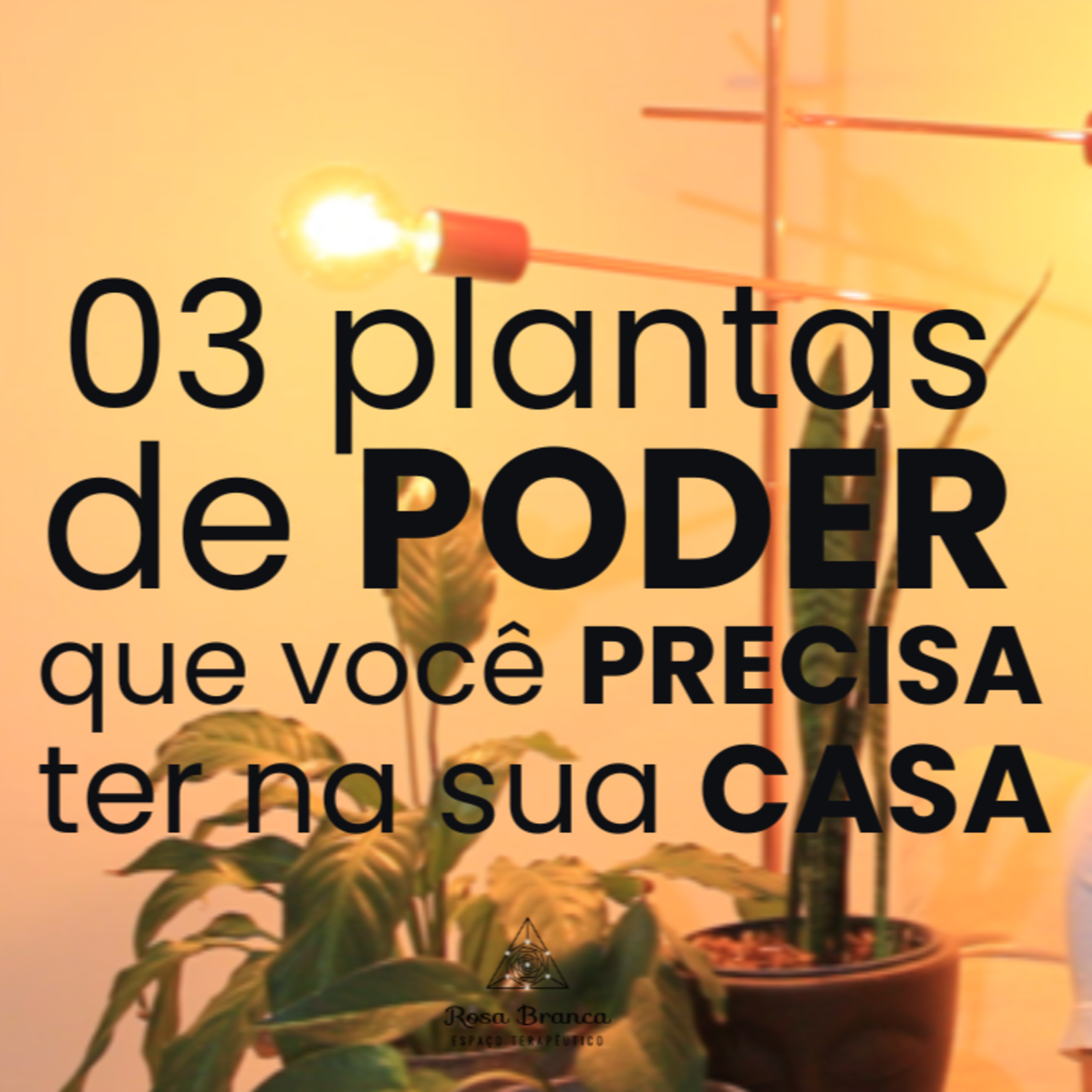 03 plantas de PODER que você PRECISA ter na sua casa! 🪴🌿