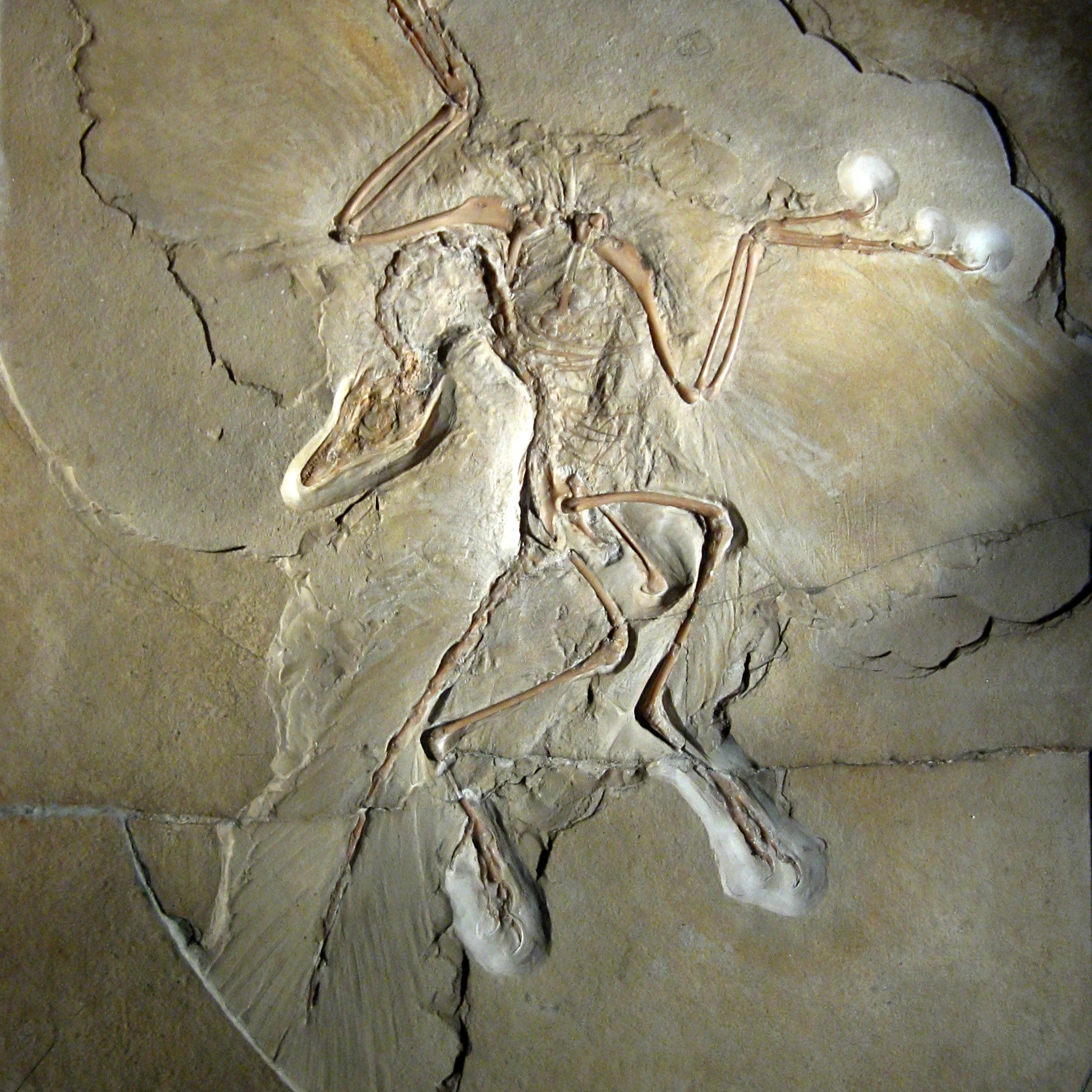 Steve Brusatte on the Dinosaurs That Survived the Asteroid episode artwork