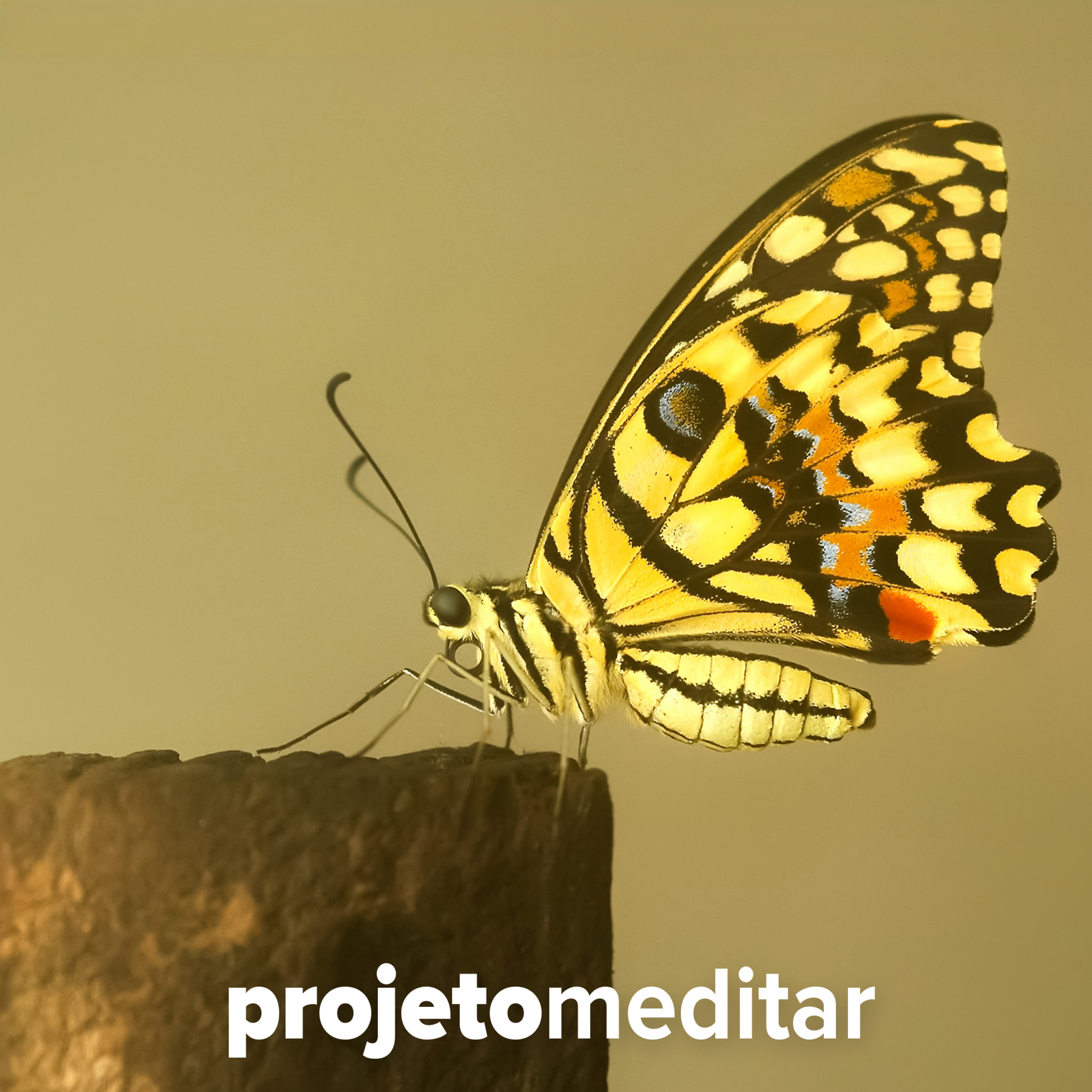 Projeto Meditar por Pedro Engler