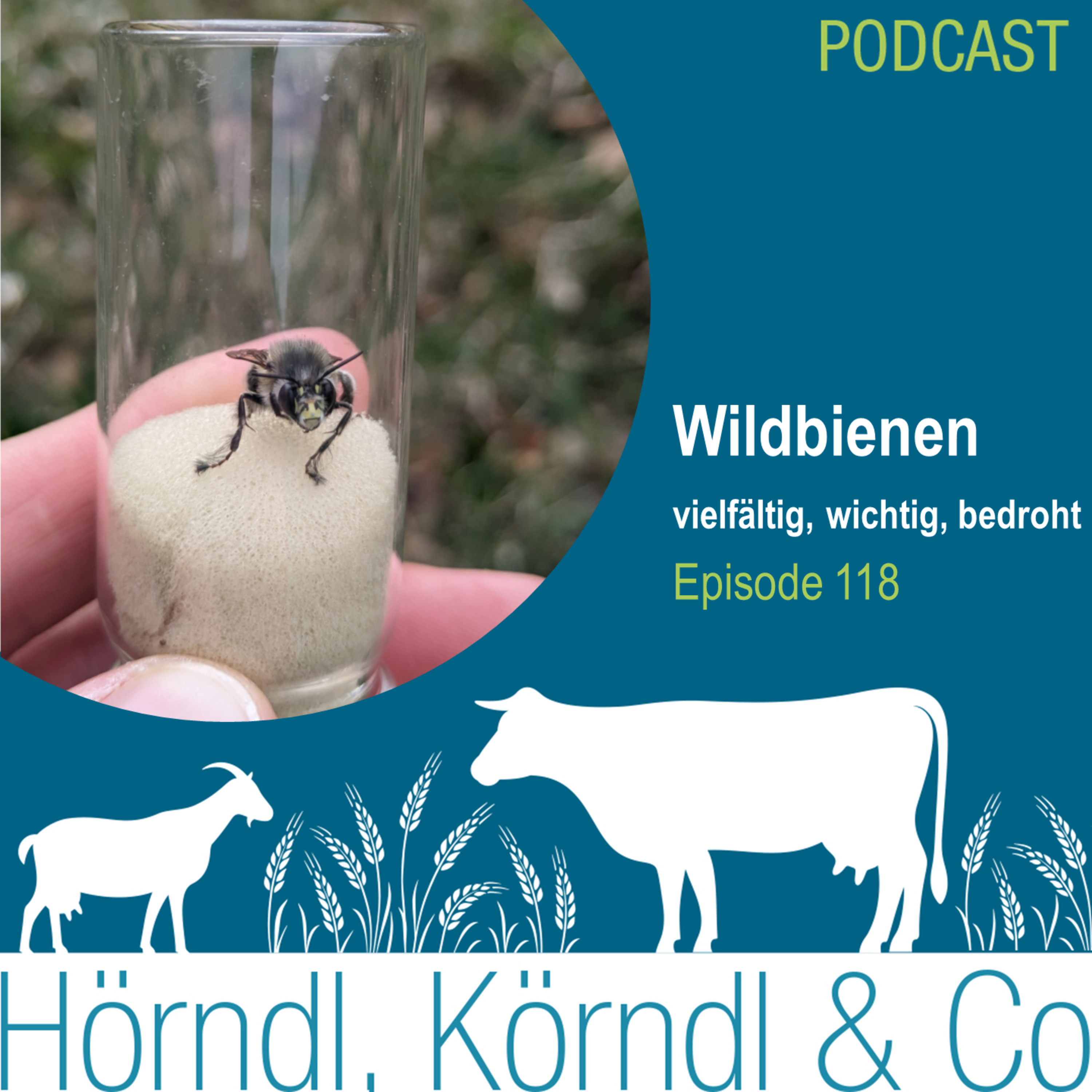 Episode 118: Wildbienen - vielfältig, wichtig, bedroht episode artwork
