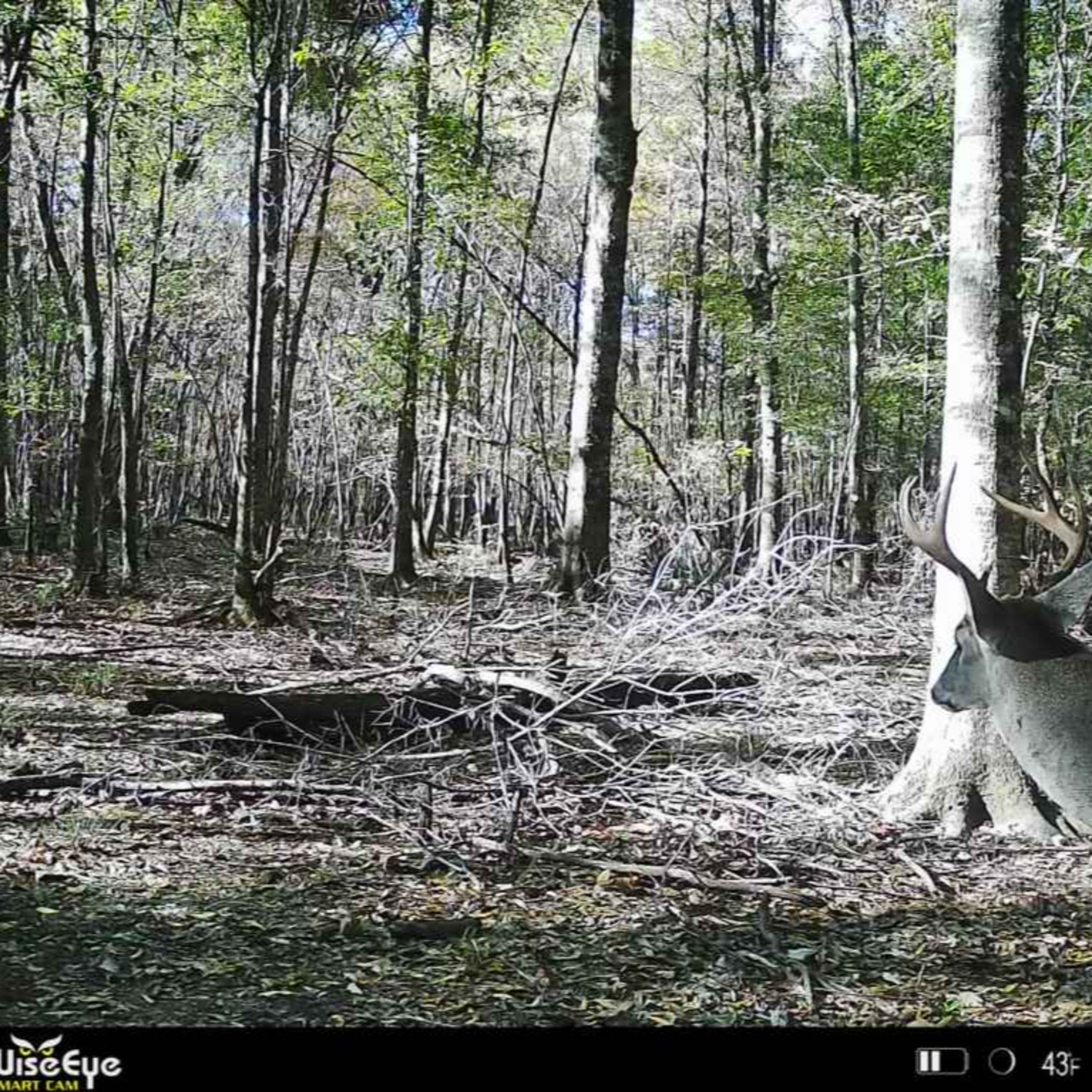 Breaking Down Wise Eye Trail Cams episode artwork