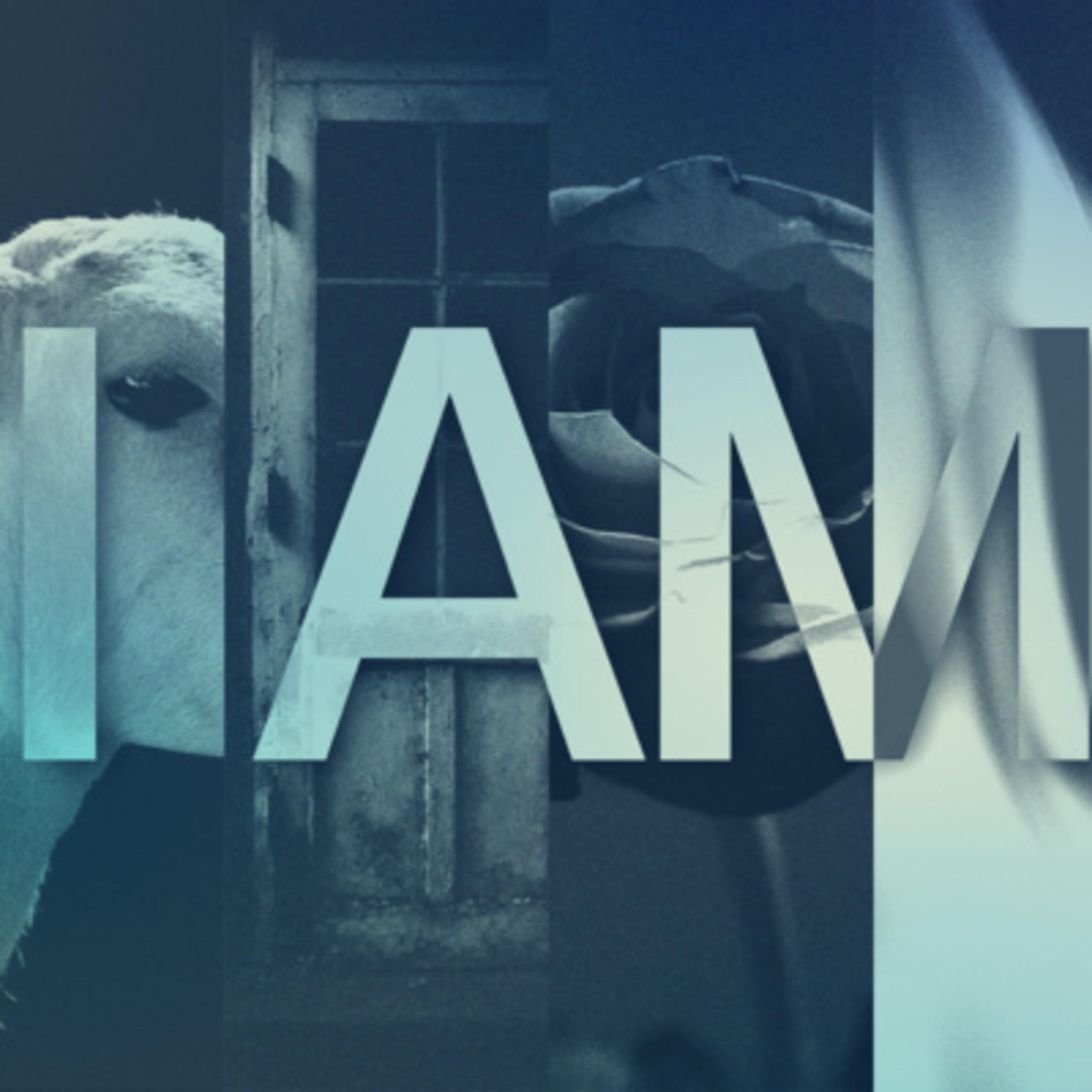 I AM - I am the Light of the World | Andrew Mayne episode artwork