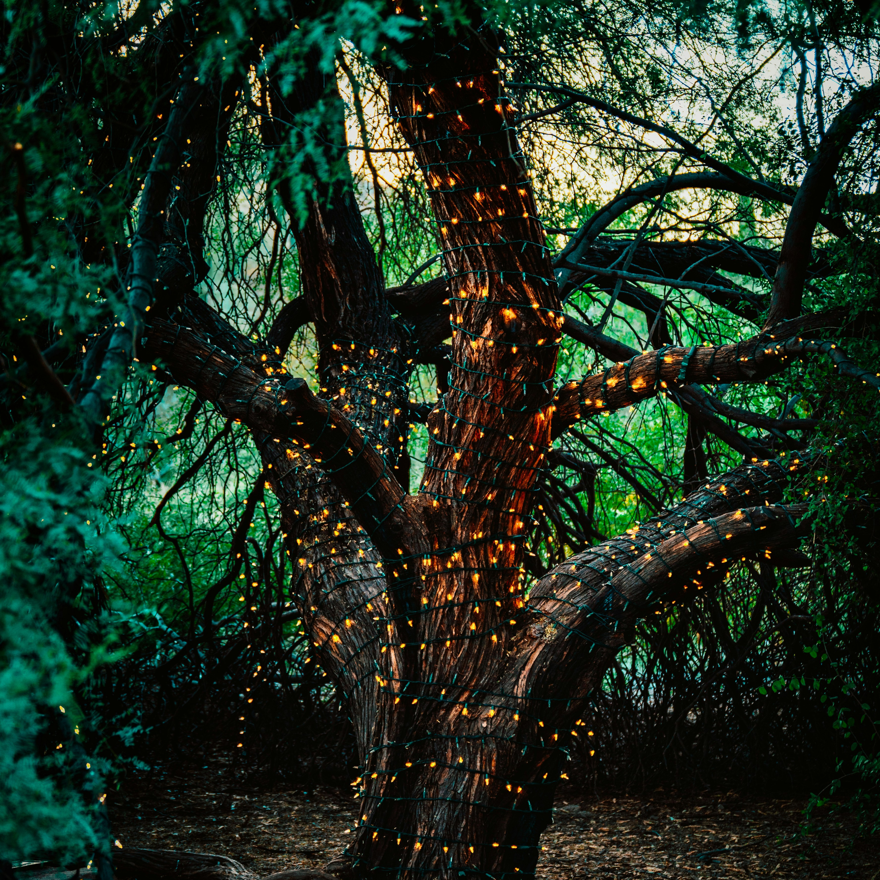 #70: Taimedega manifesteerimine ja rituaalid