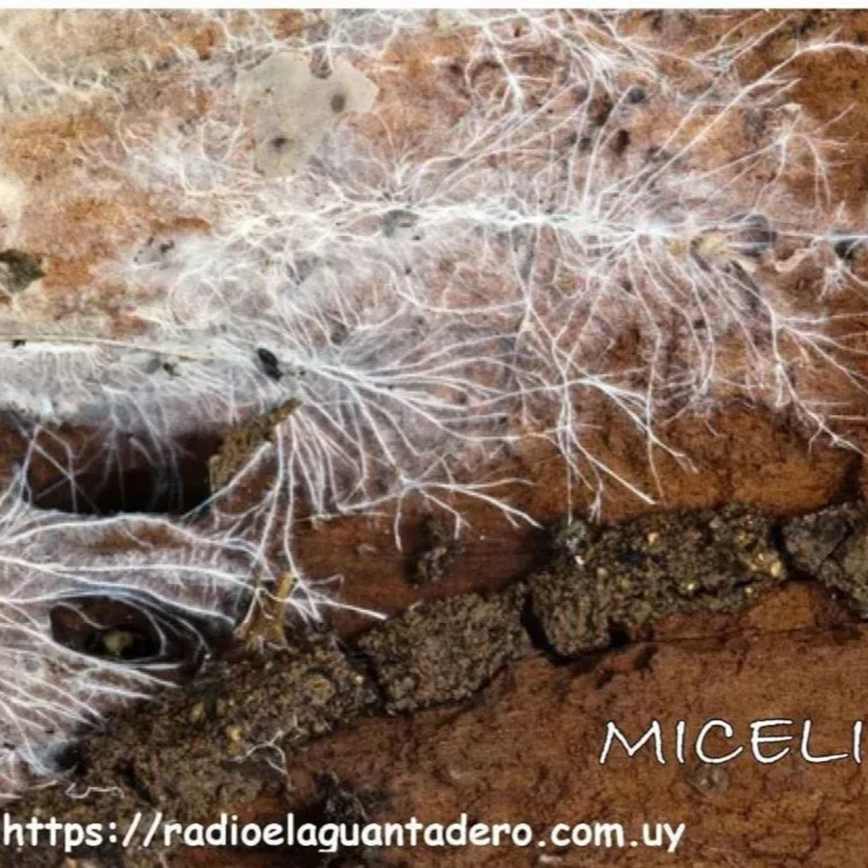 MICELIO 26 DE DICIEMBRE  episode artwork