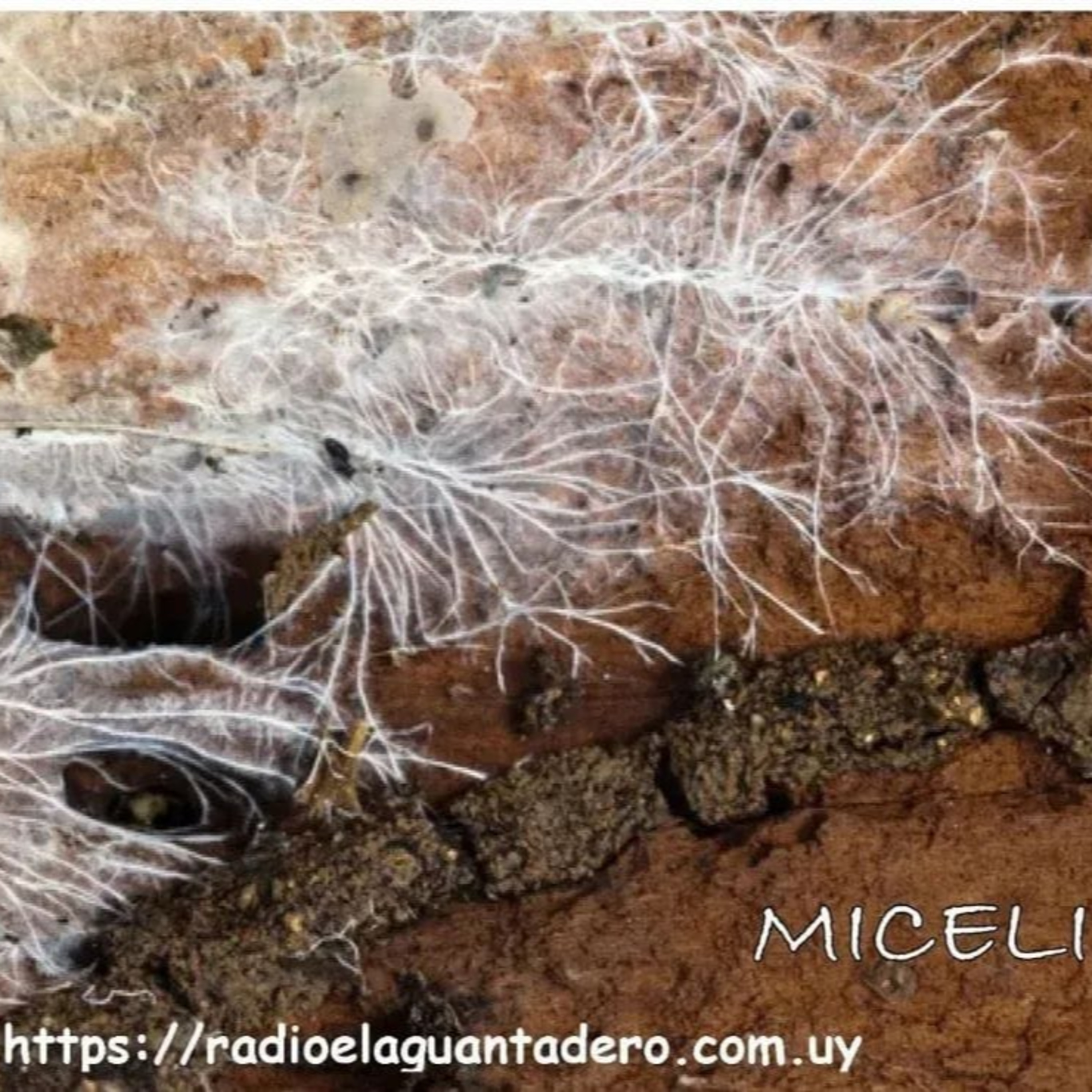 MICELIO 19 DE JUNIO episode artwork