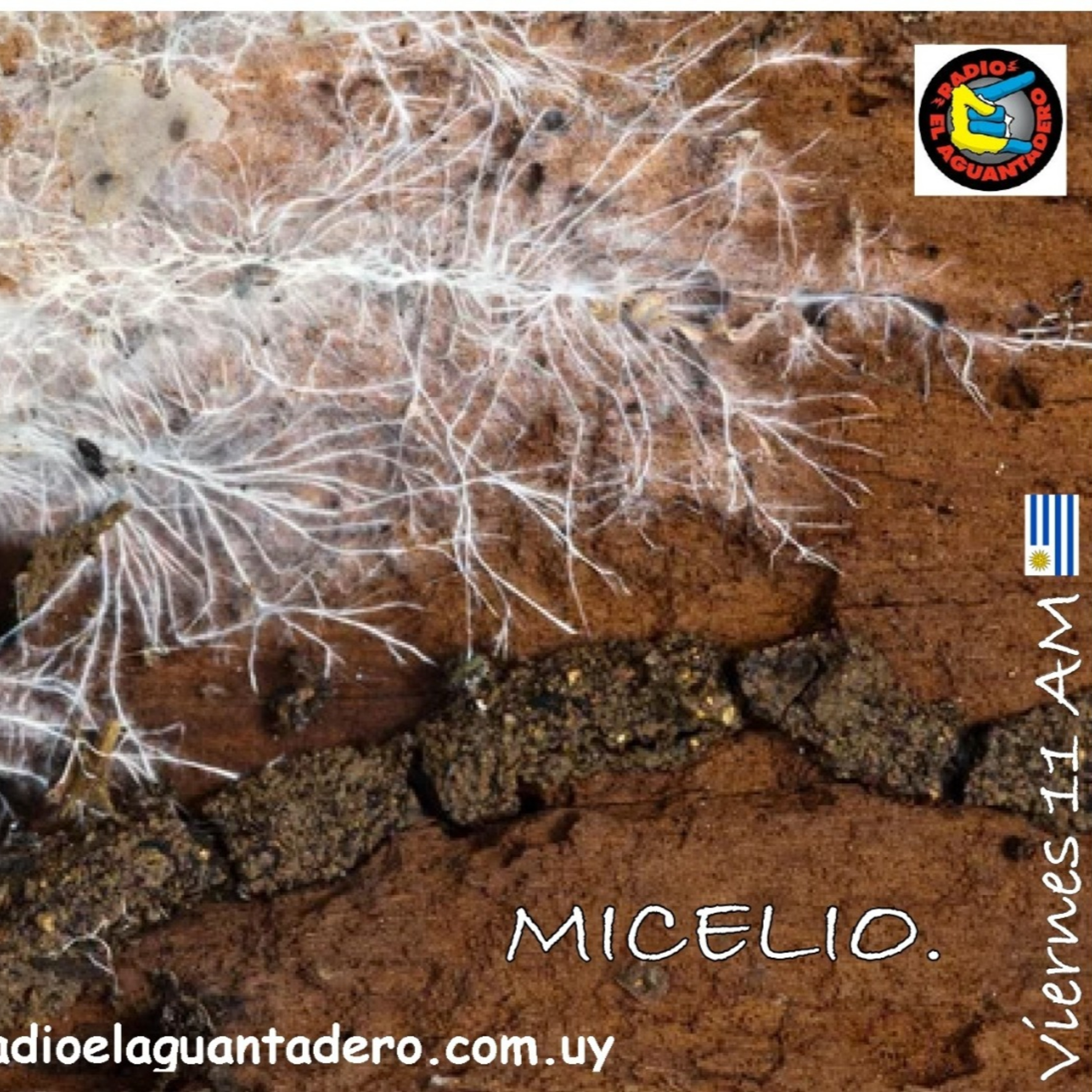 MICELIO - 4 DE SETIEMBRE  episode artwork