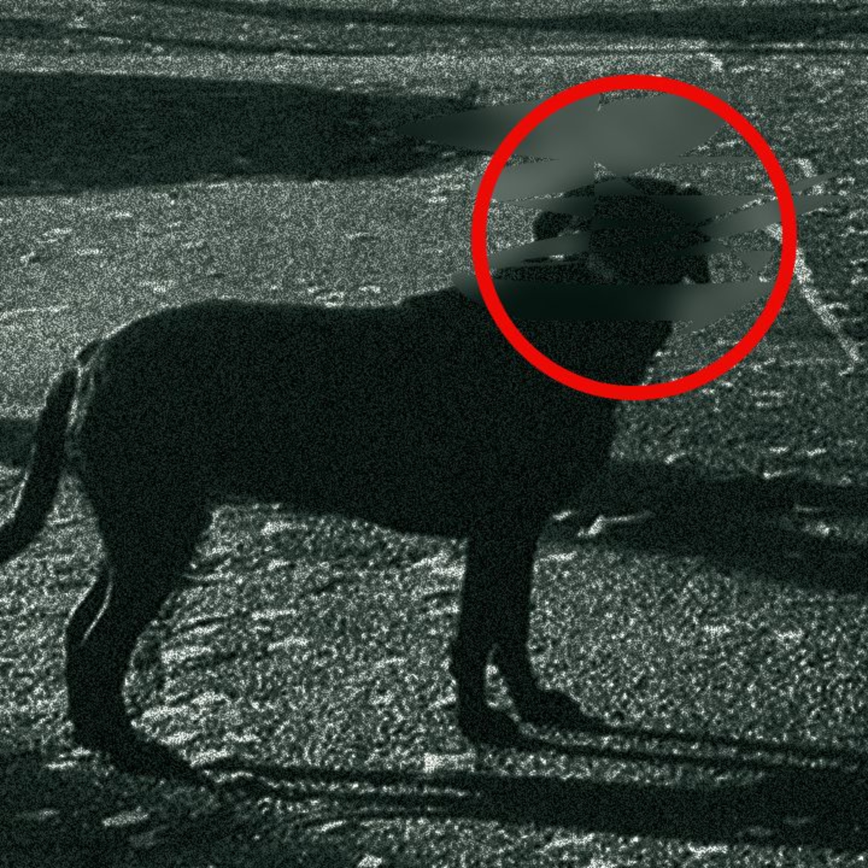 "Mijn Hond Hoorde Dat Er Iemand Was.." - Lekker Griezelen #1