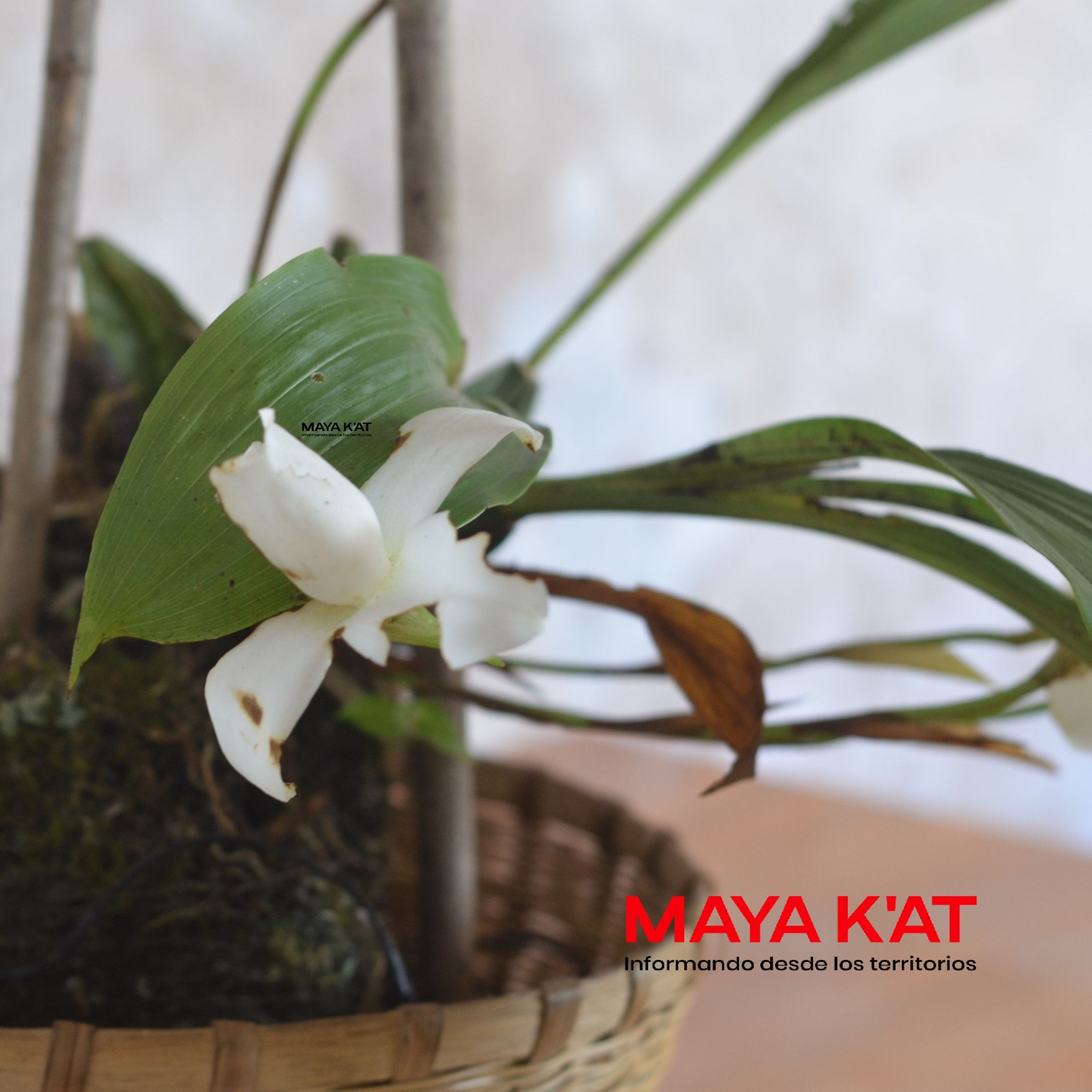 Portada de Maya K'at