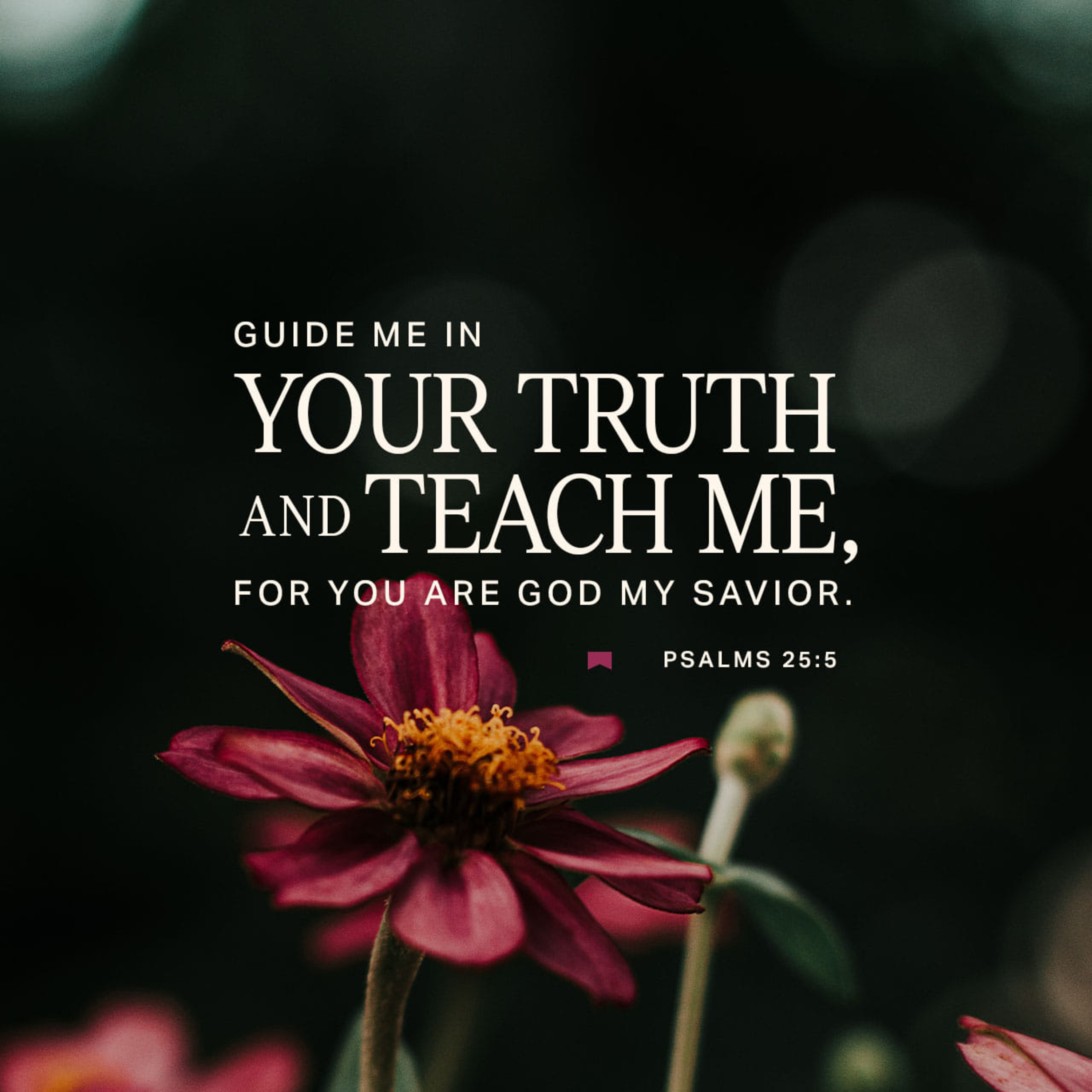 Like One Who Watches For The Morning: Psalm 25 episode artwork