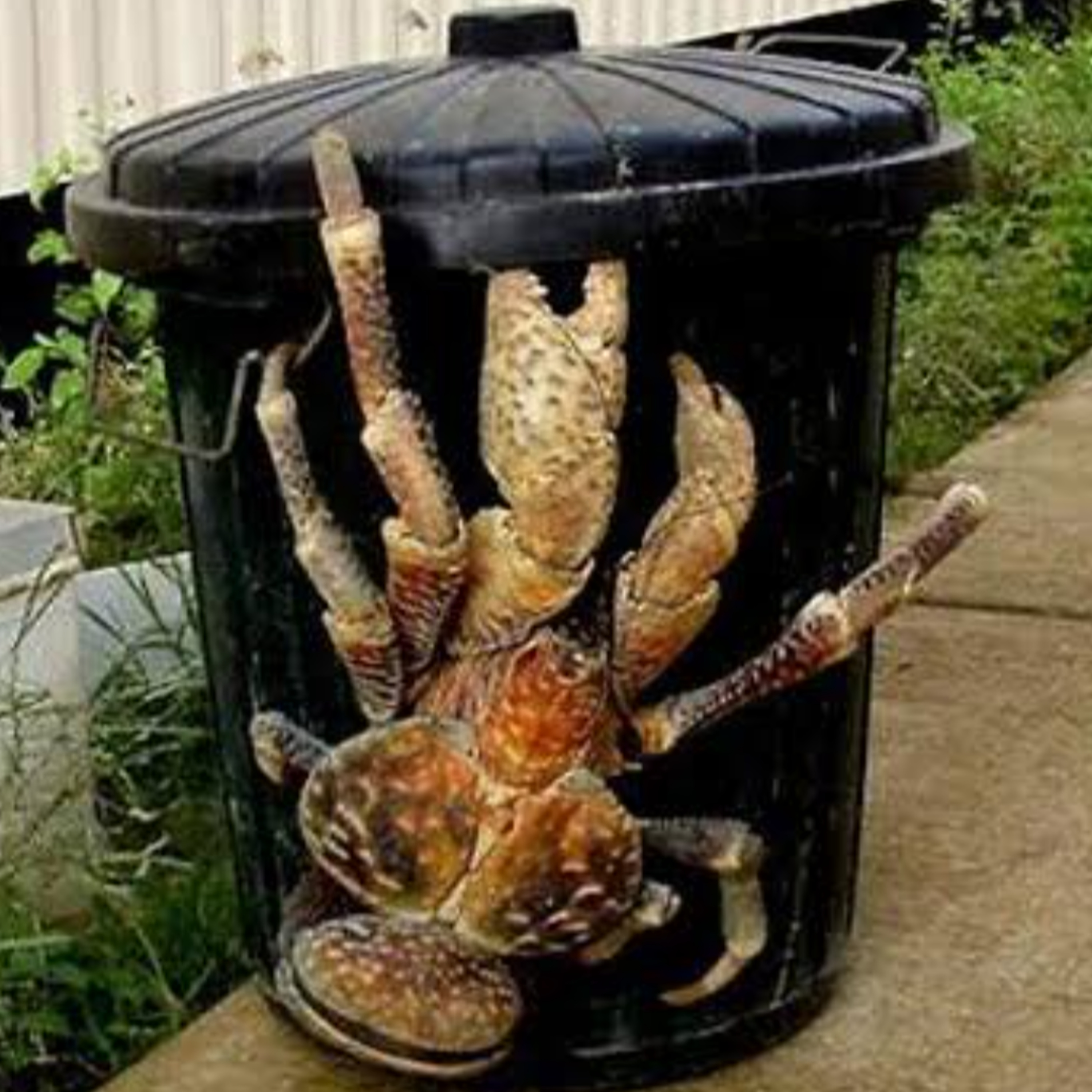 Secrets of the ‘Coconut Crab’ : The World's Largest Land Arthropod  episode artwork